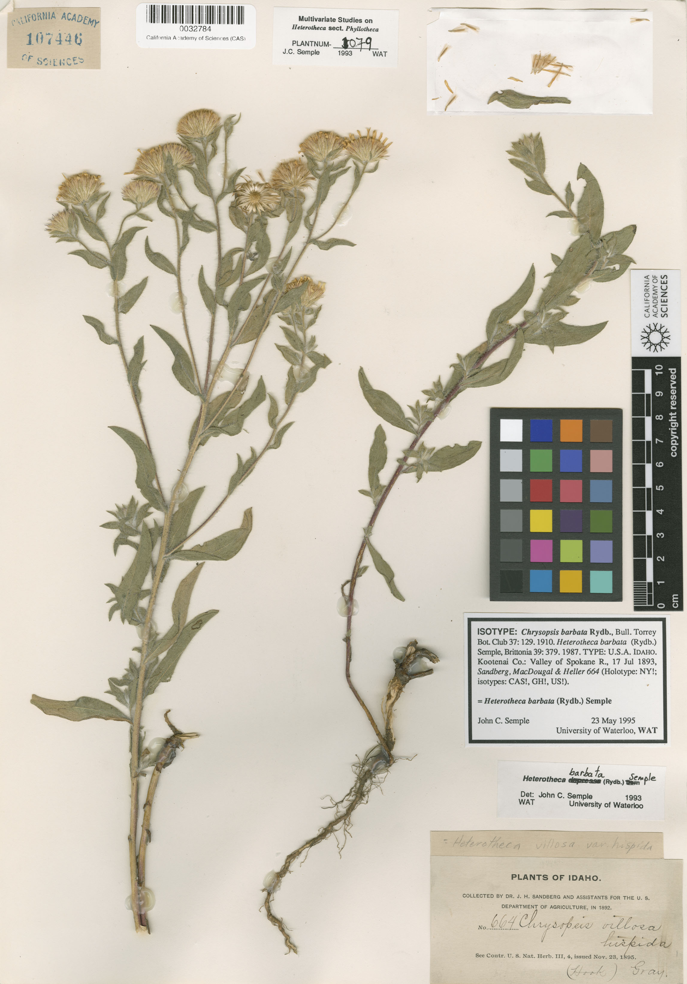 Heterotheca barbata image