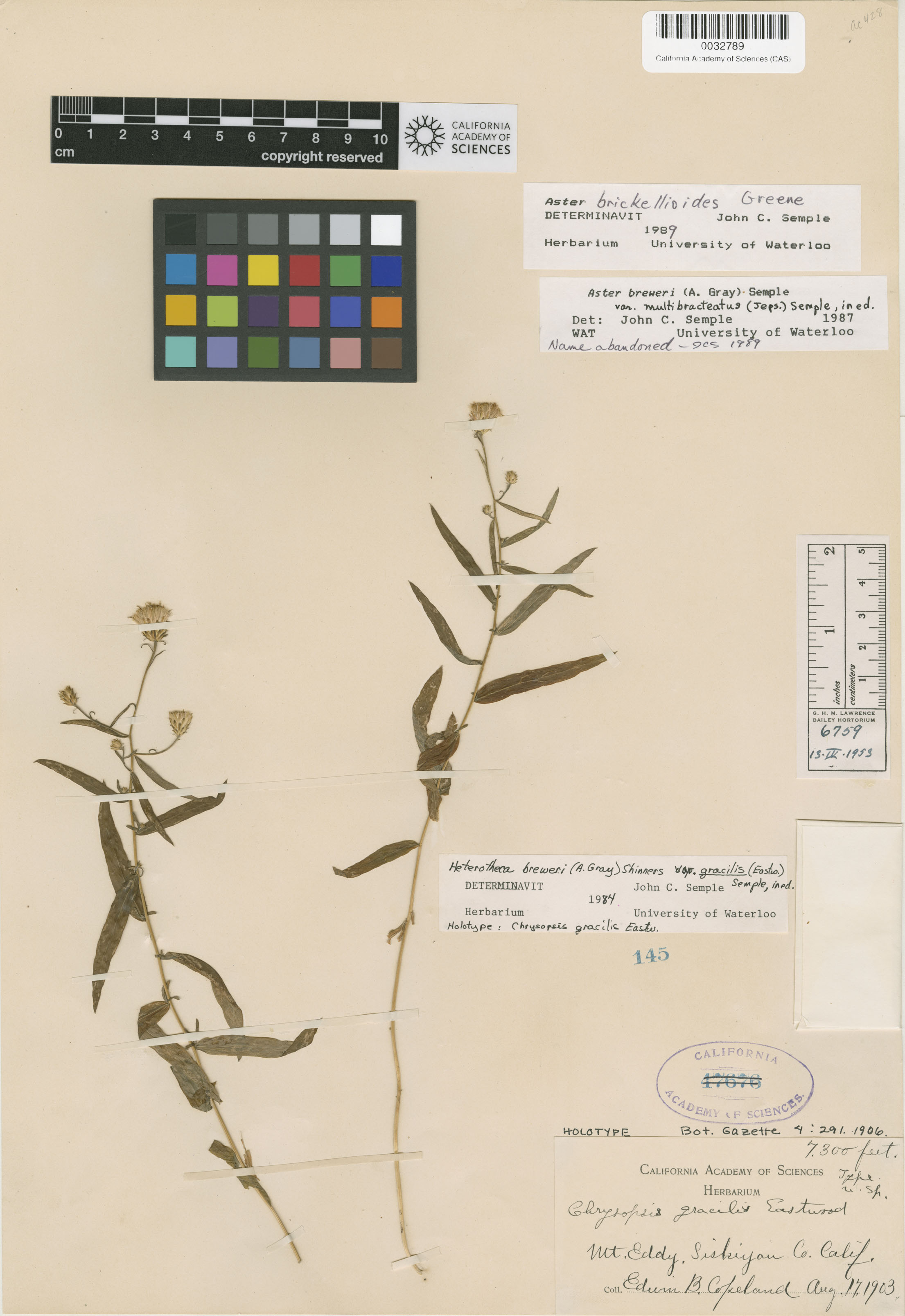 Eucephalus breweri image