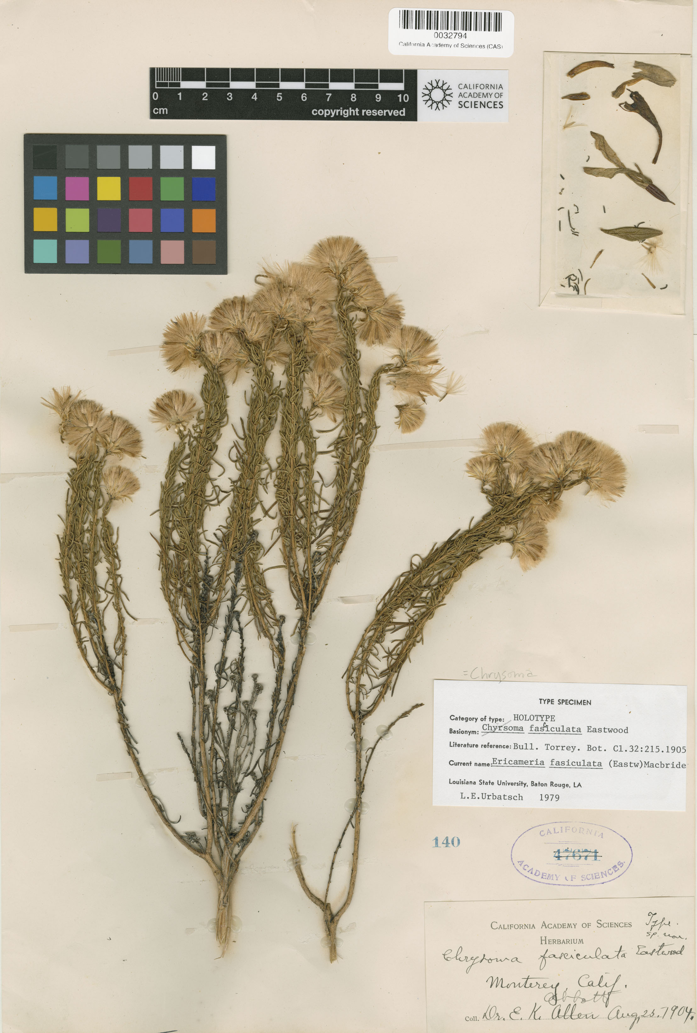 Ericameria fasciculata image