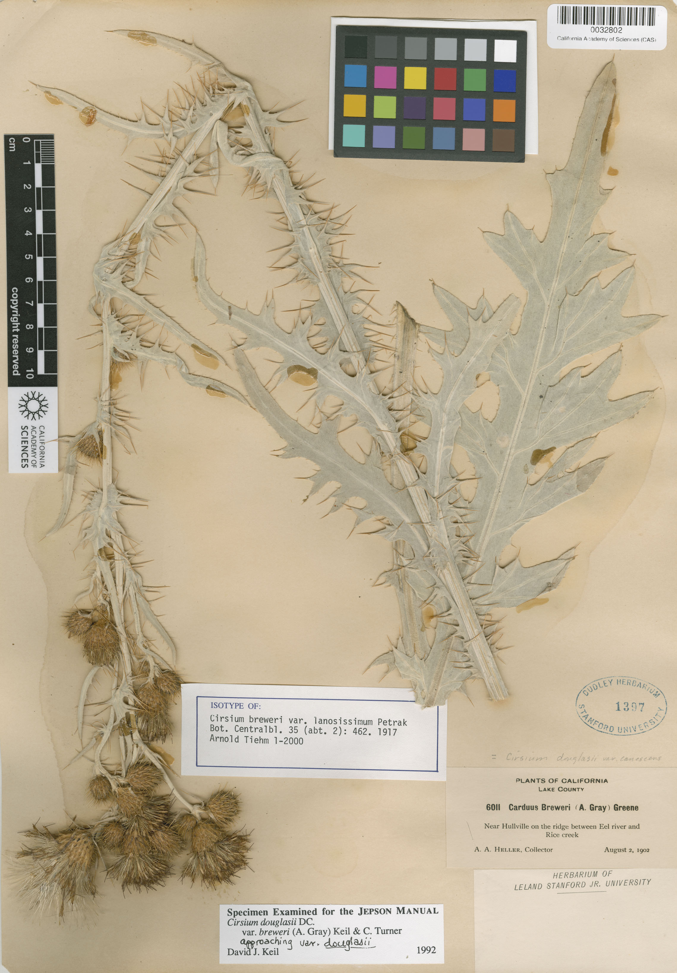 Cirsium douglasii image