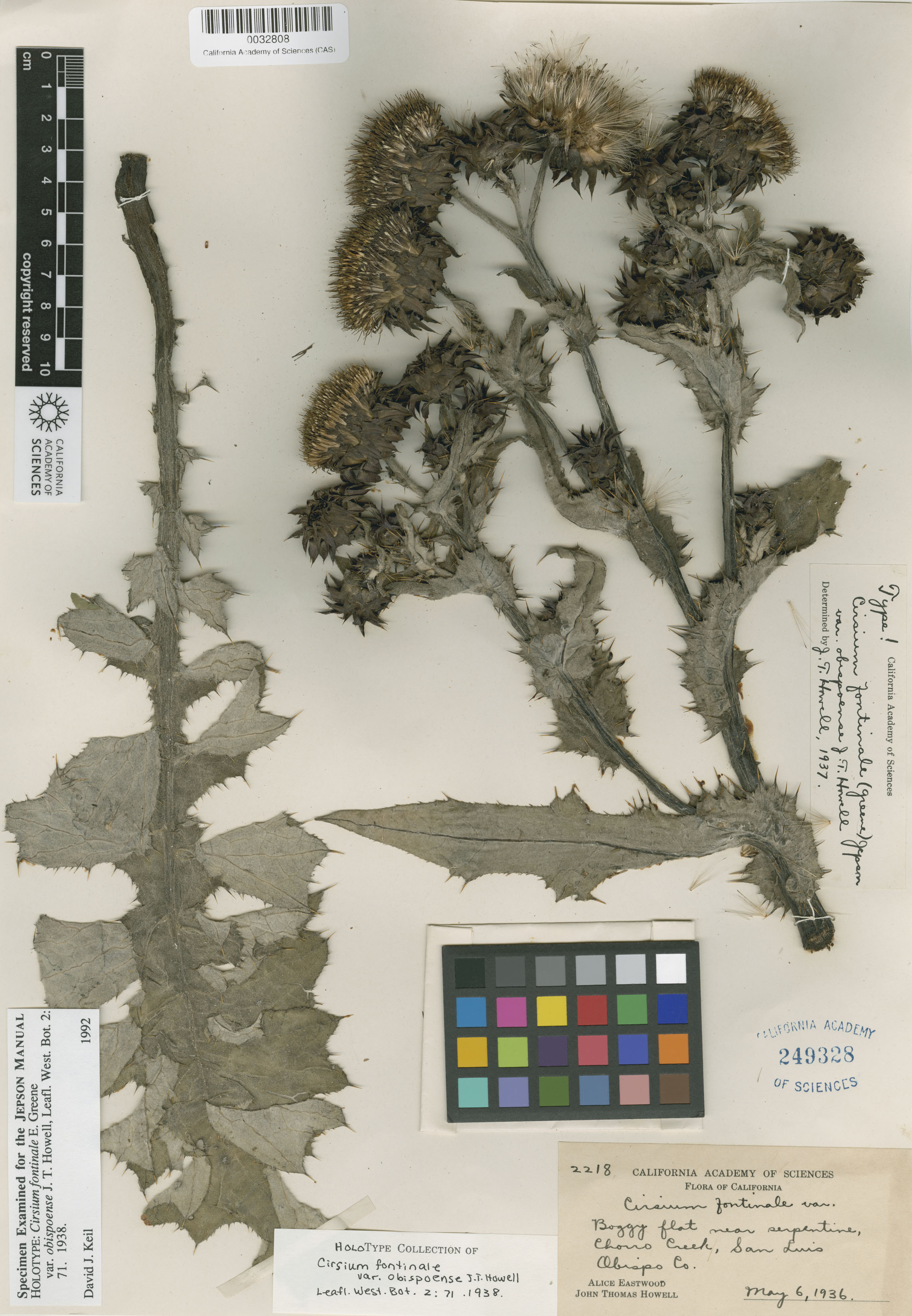 Cirsium fontinale var. obispoense image