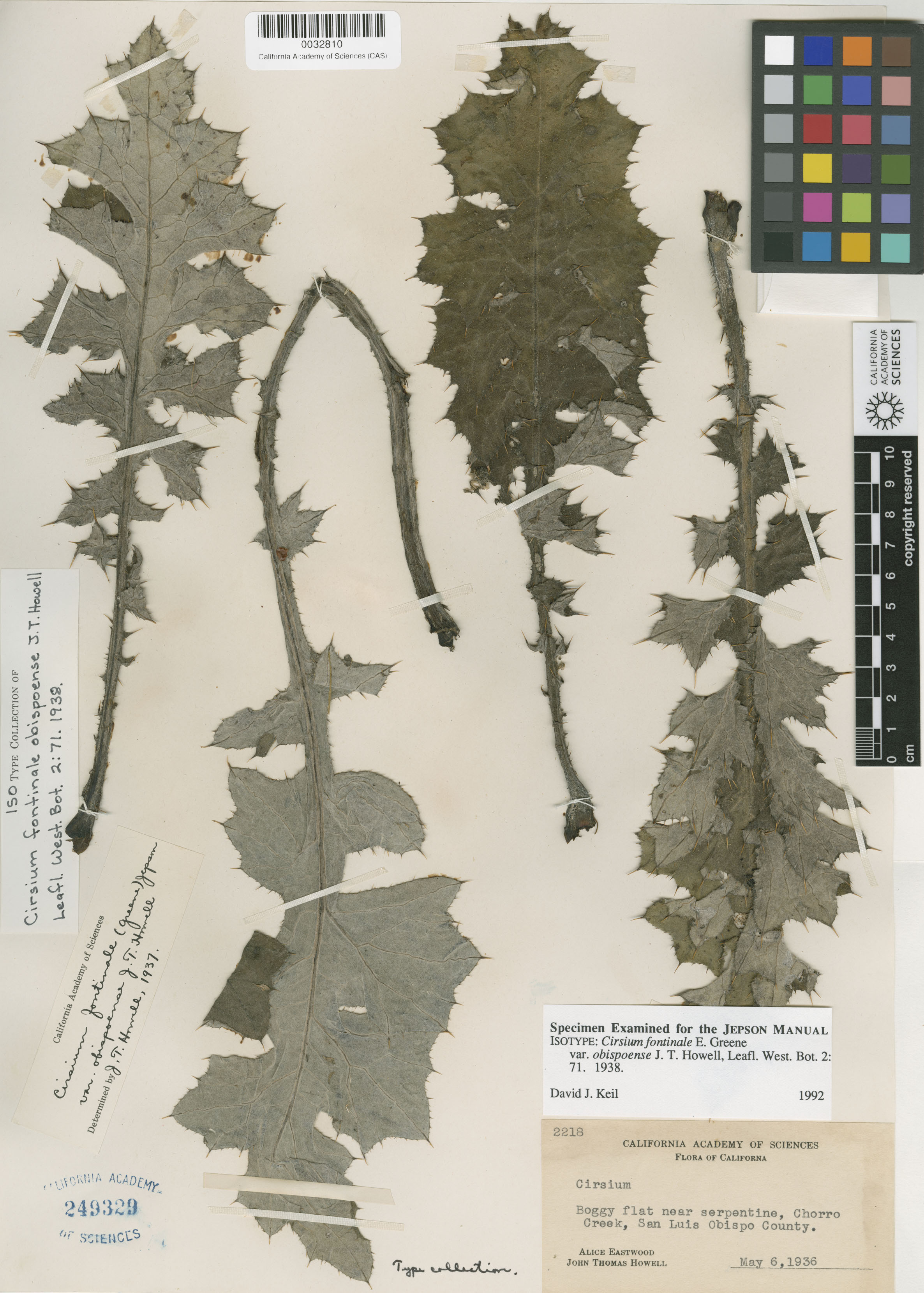 Cirsium fontinale image