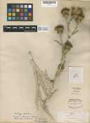 Image of Cirsium ciliolatum