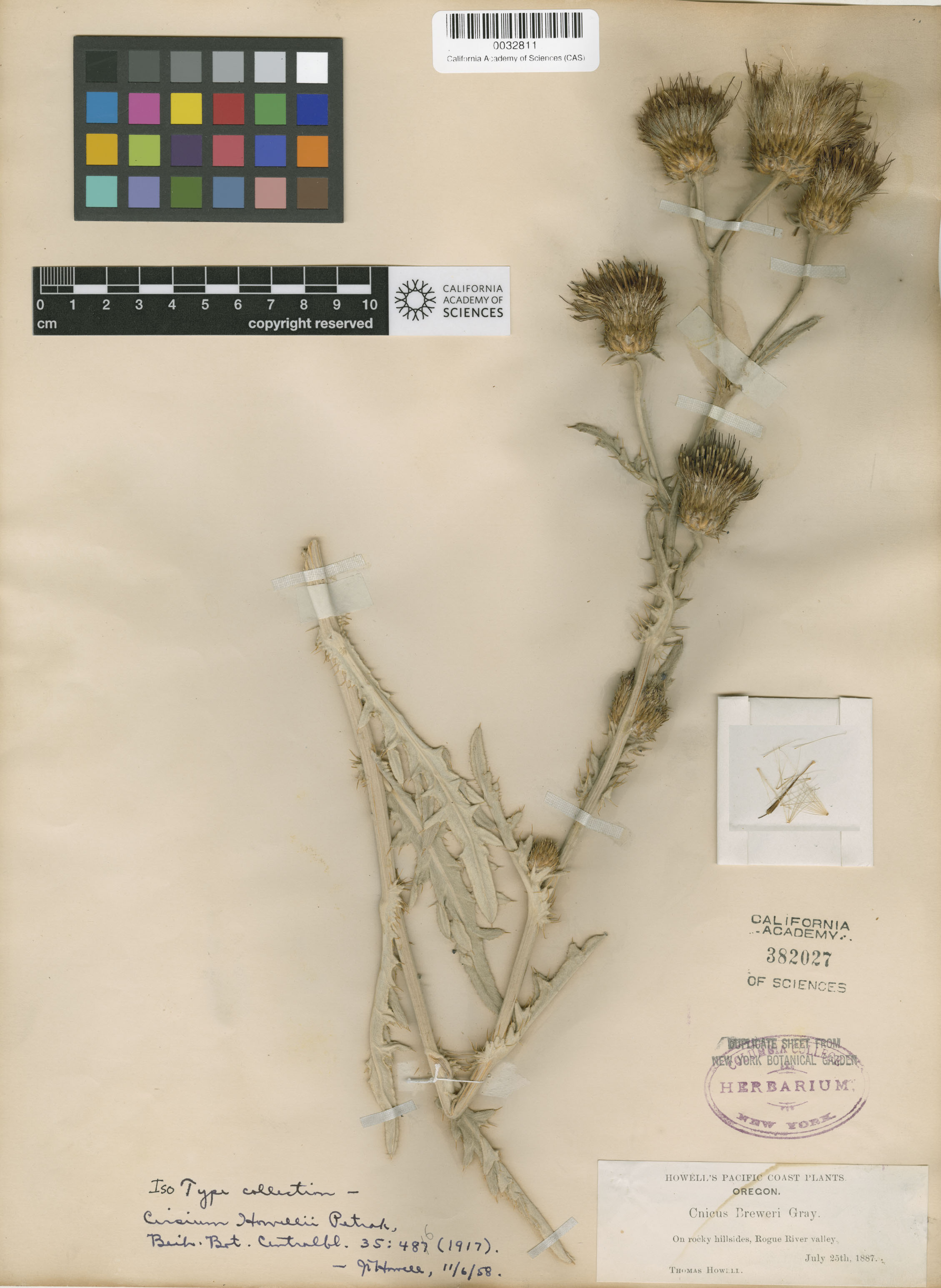 Cirsium ciliolatum image