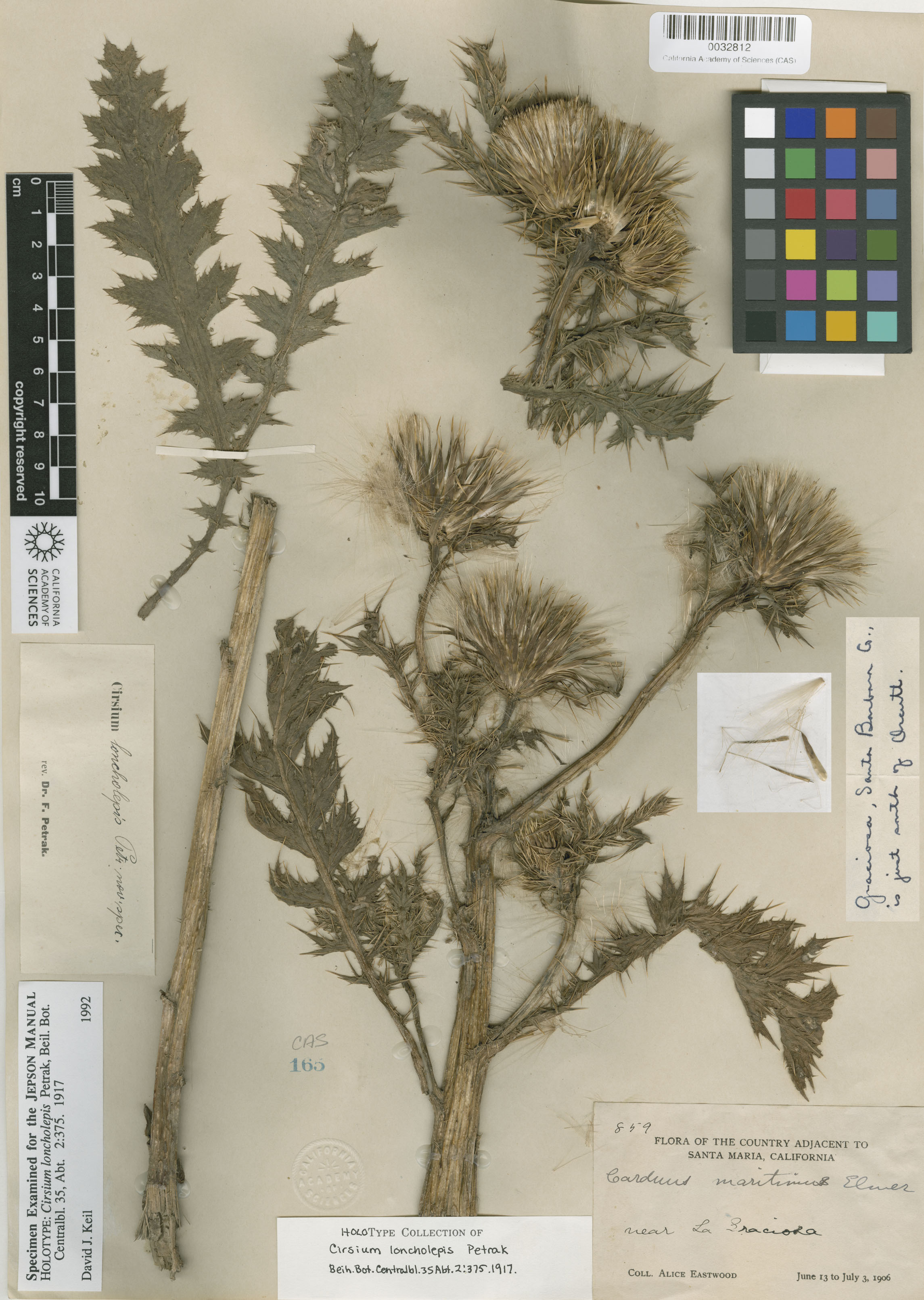 Cirsium scariosum image