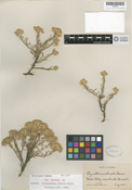 Image of Chrysothamnus humilis
