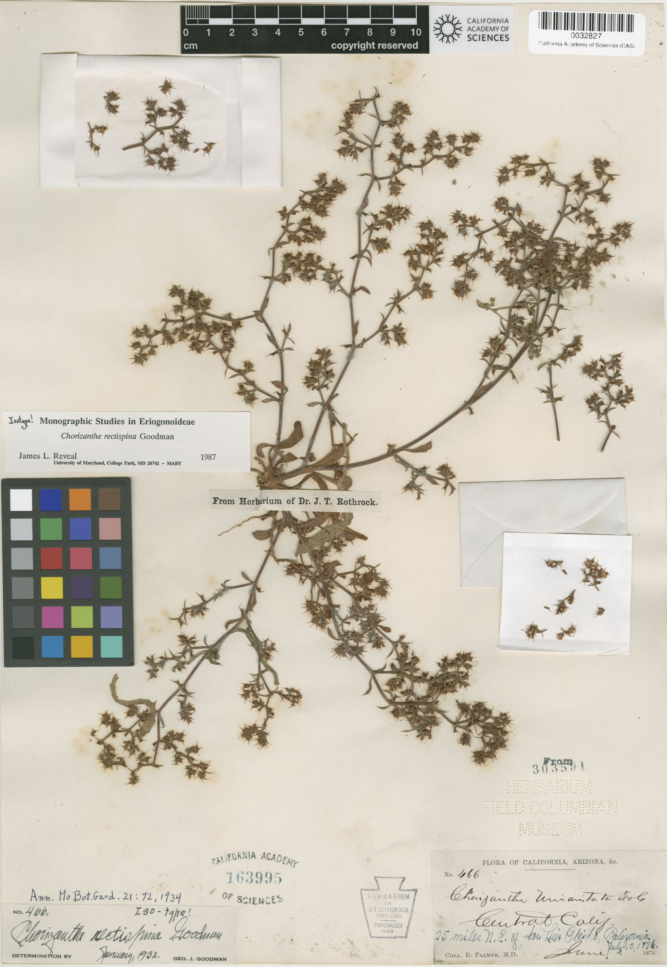 Chorizanthe rectispina image