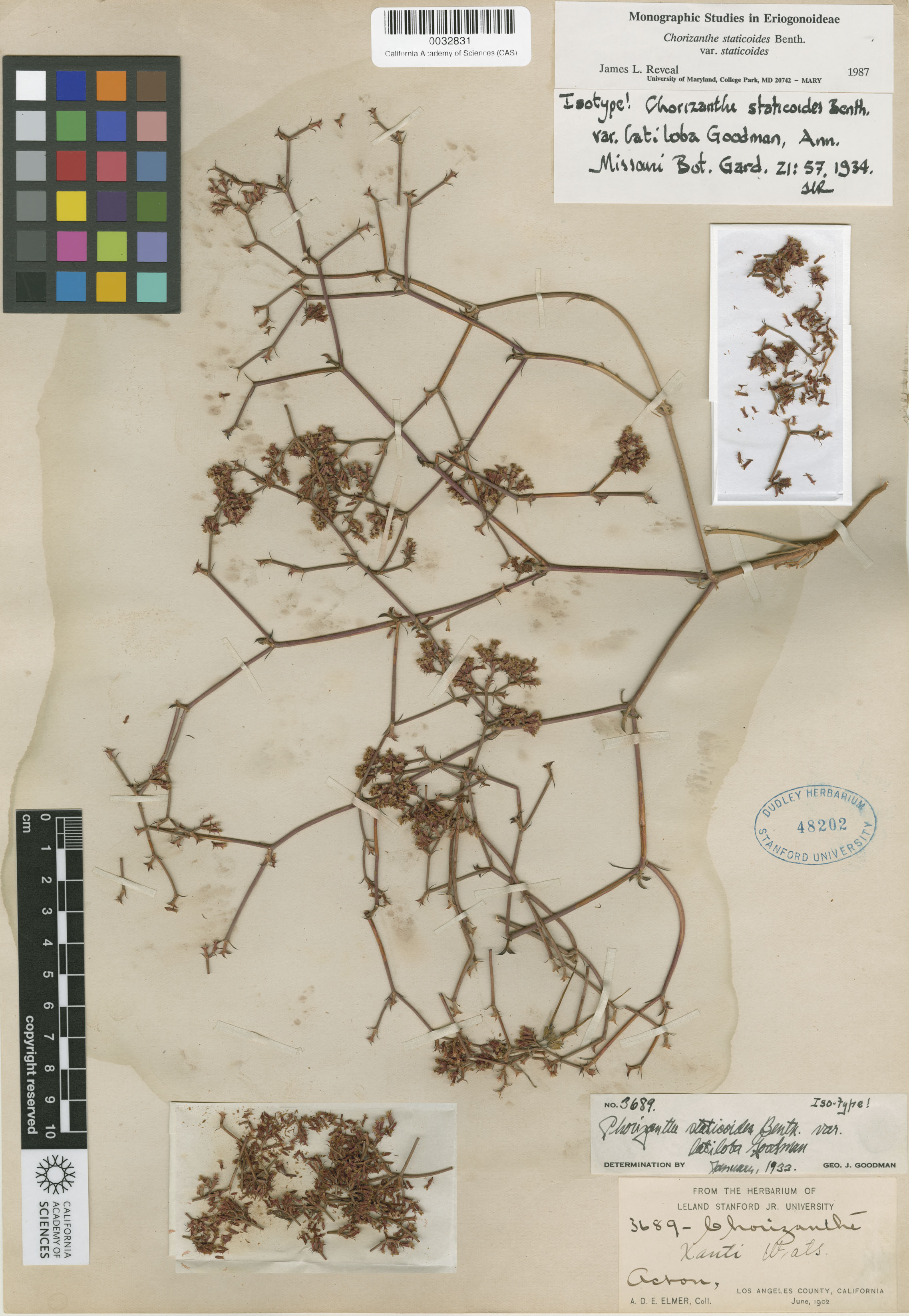Chorizanthe staticoides image