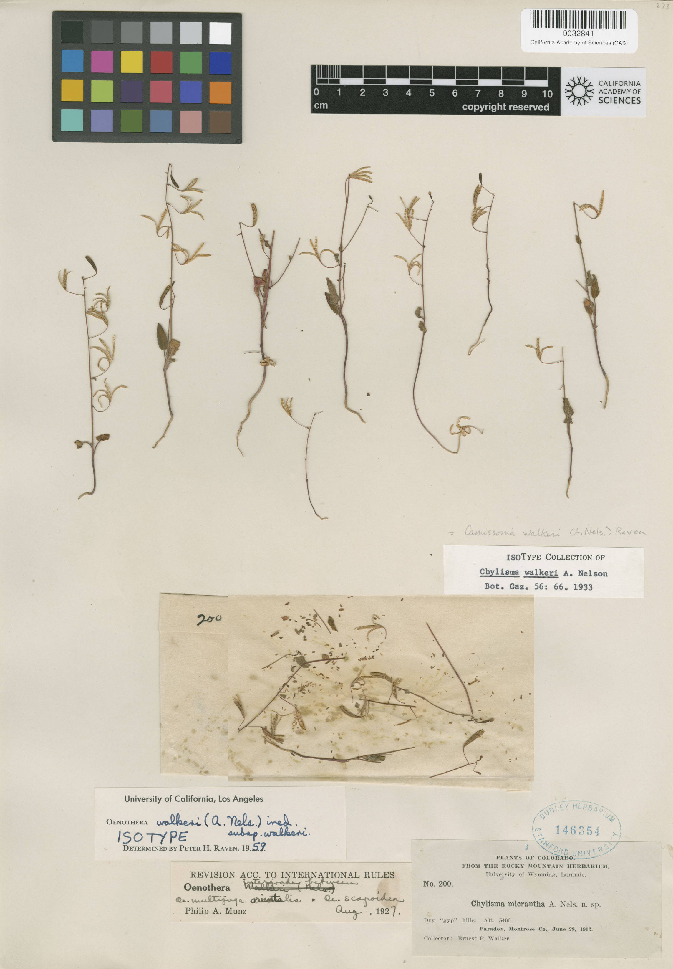 Chylismia walkeri image