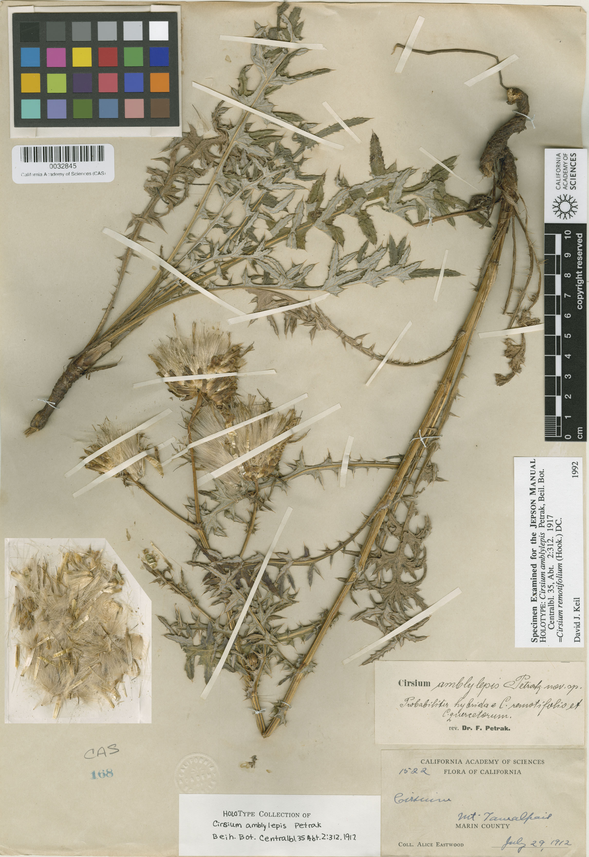 Cirsium remotifolium var. odontolepis image