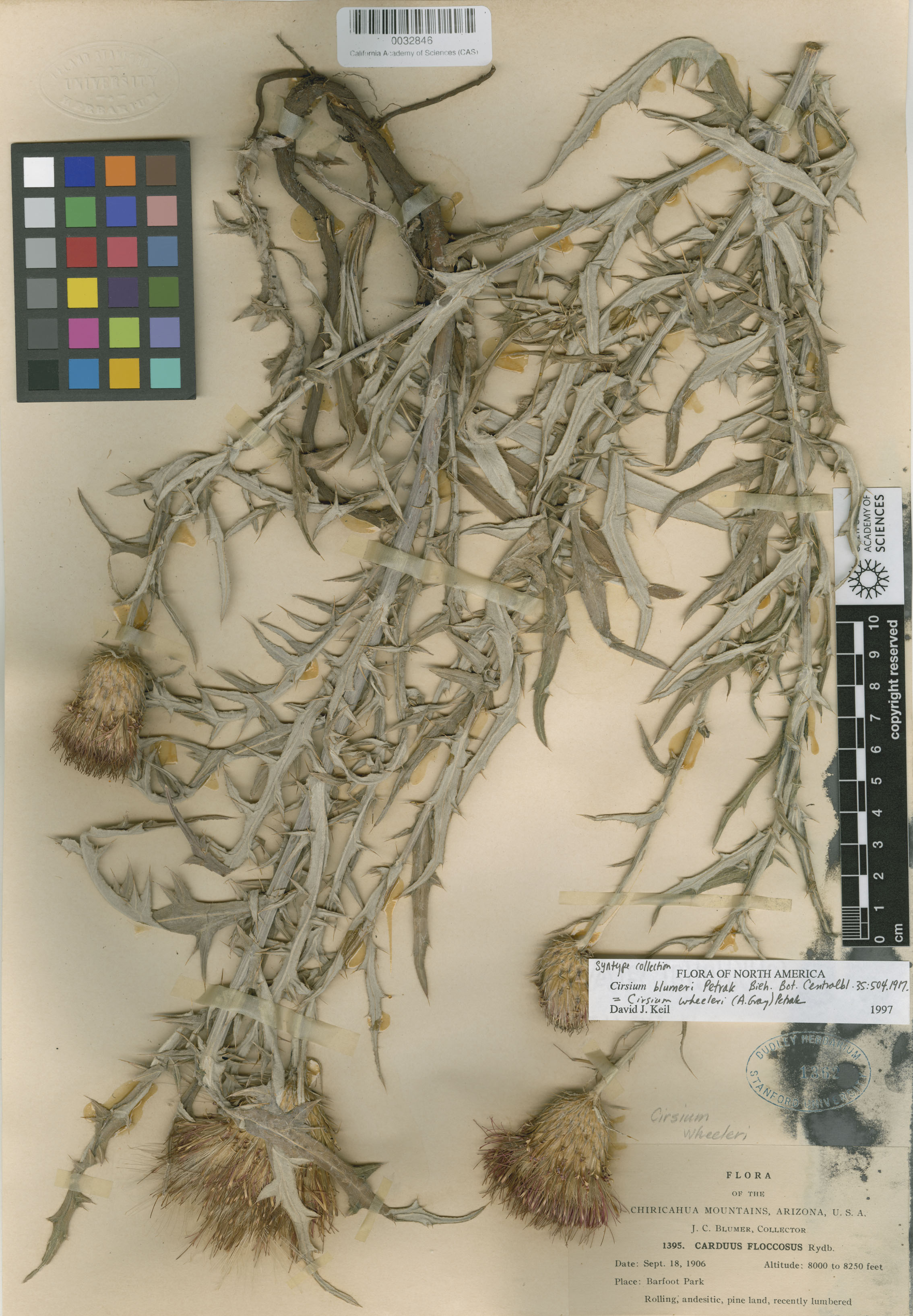 Cirsium wheeleri image