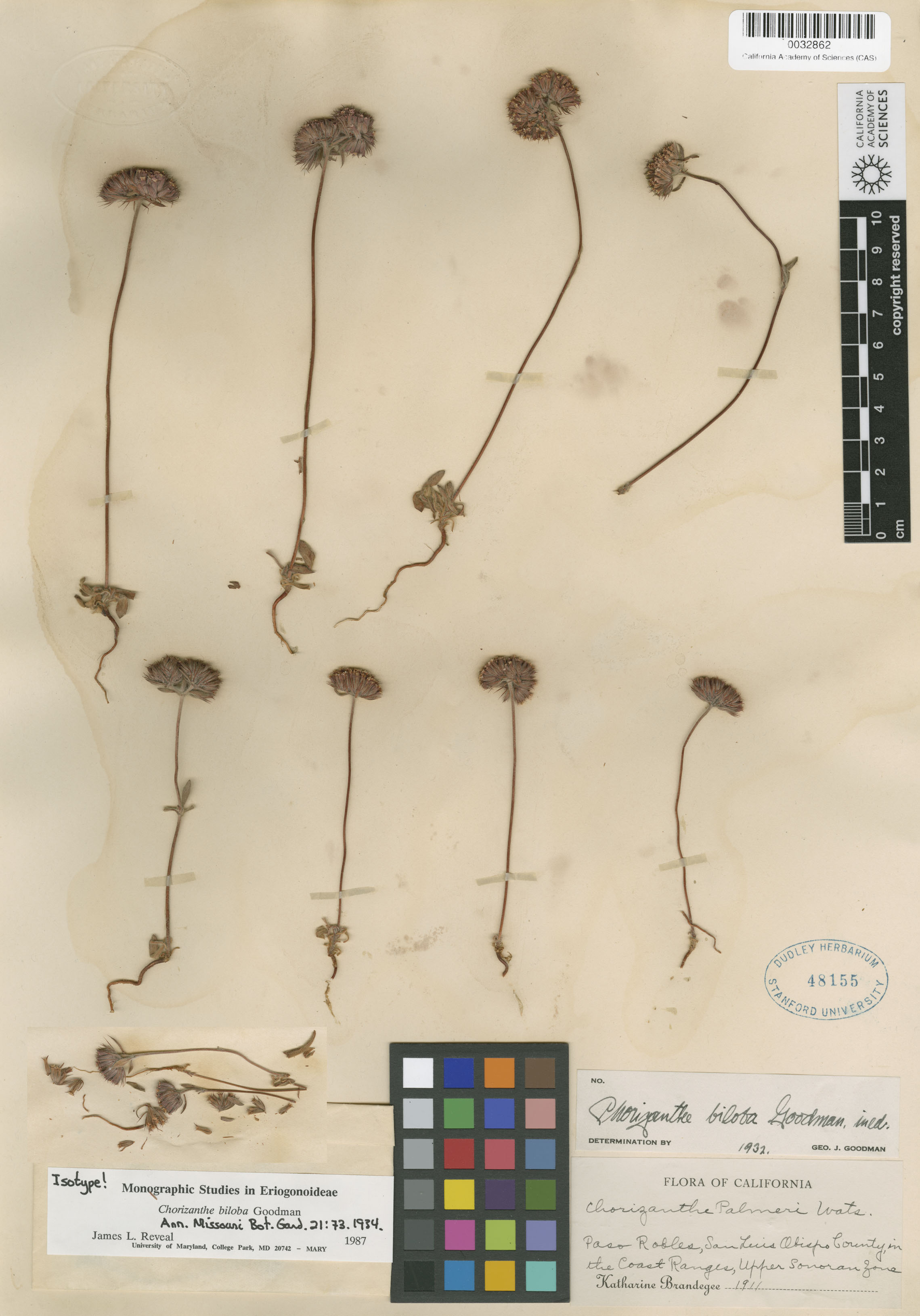 Chorizanthe biloba image