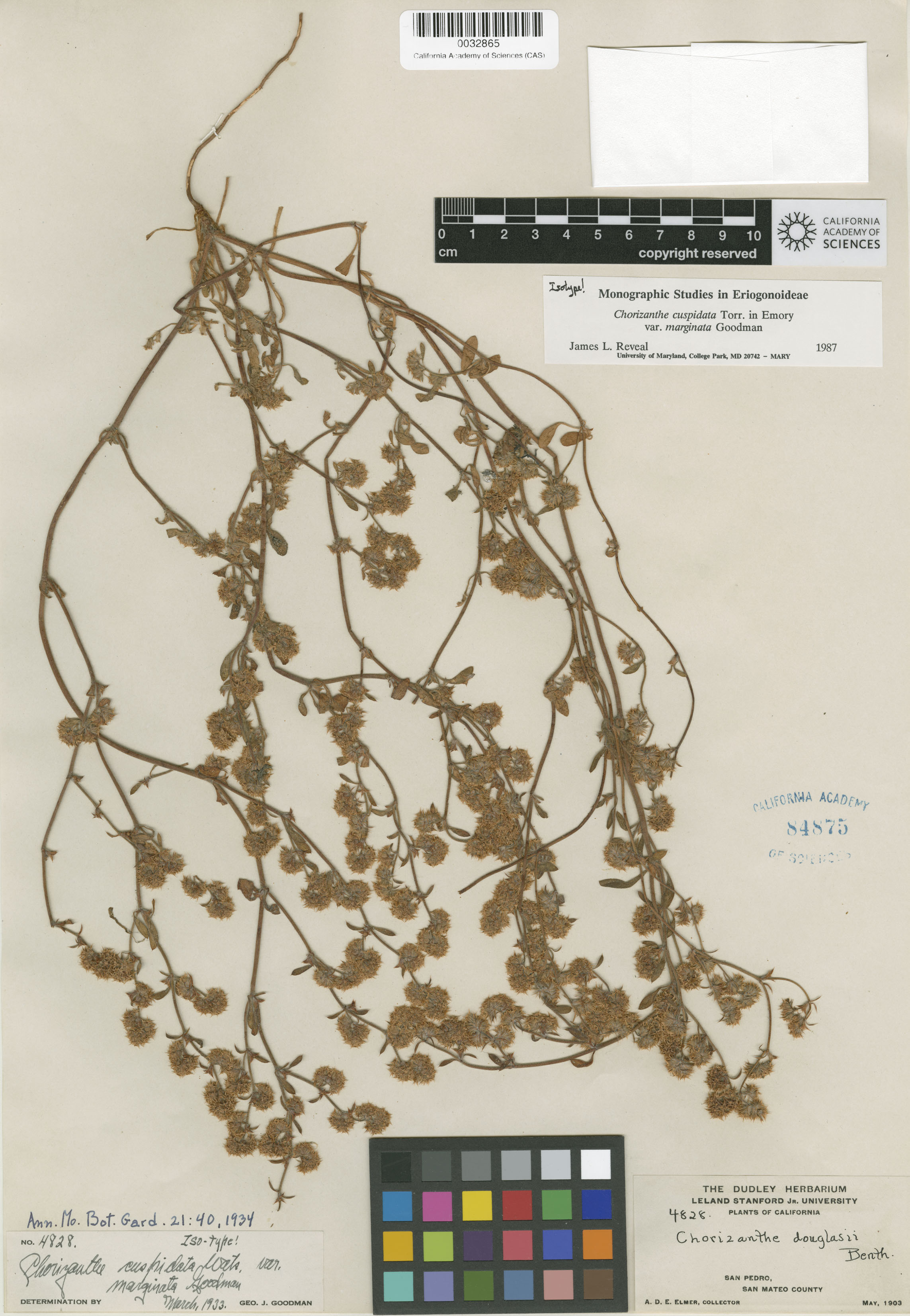 Chorizanthe cuspidata var. cuspidata image