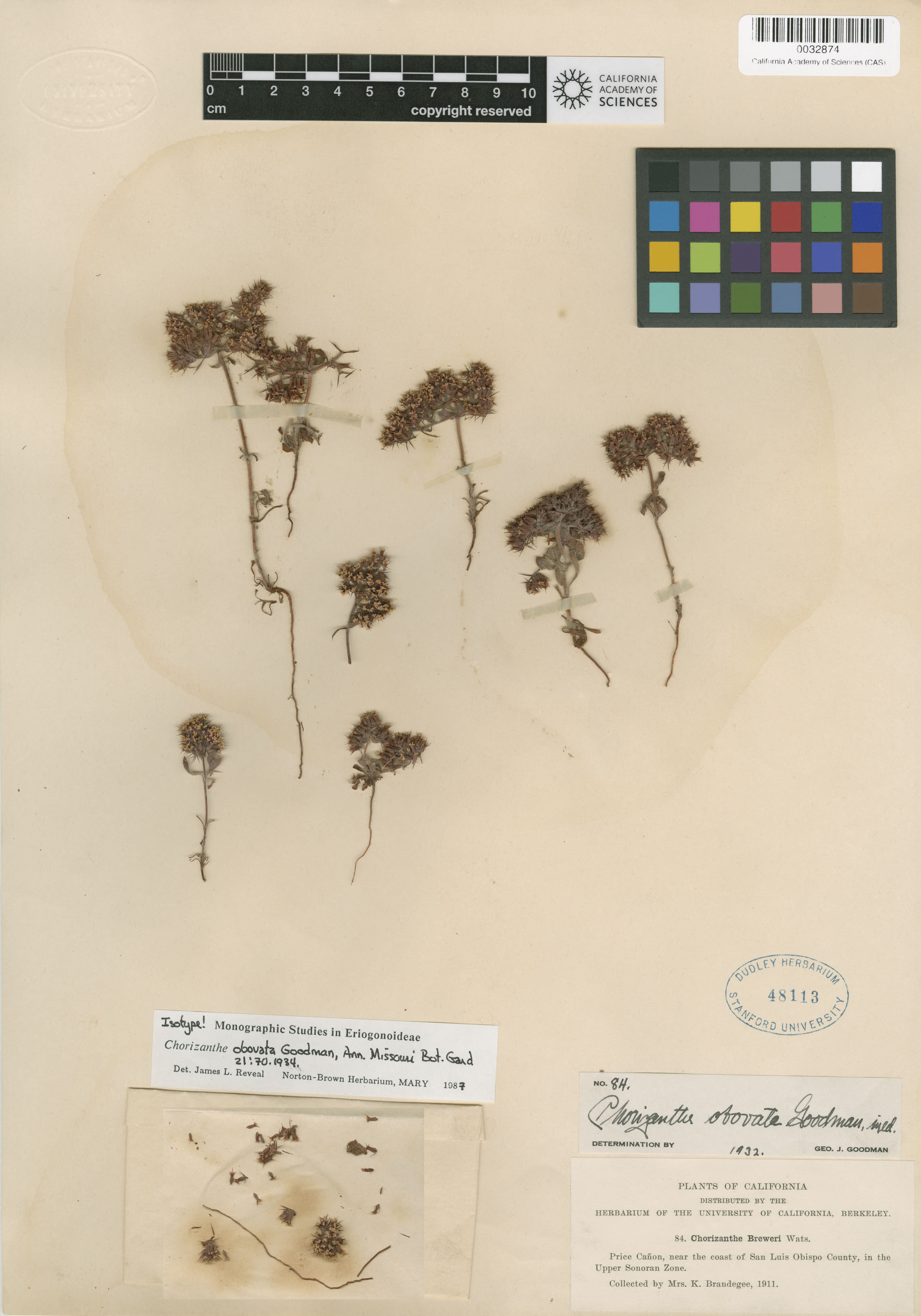 Chorizanthe obovata image