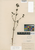 Image of Collinsia concolor