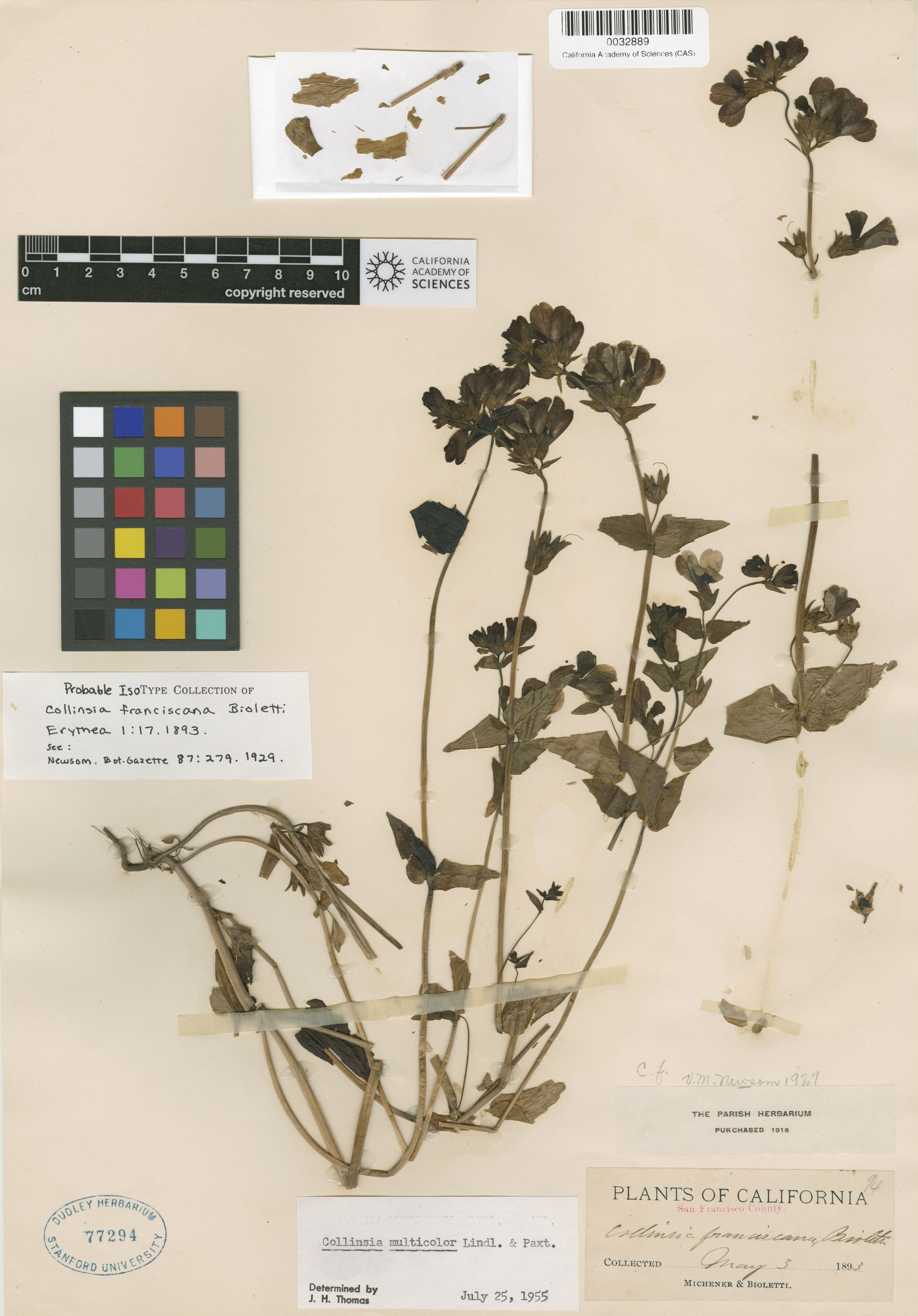 Collinsia multicolor image