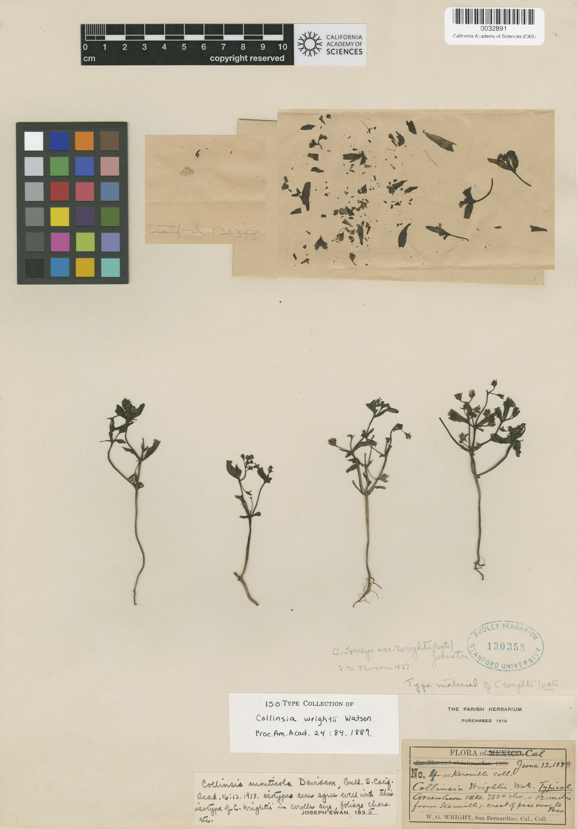 Collinsia torreyi var. wrightii image