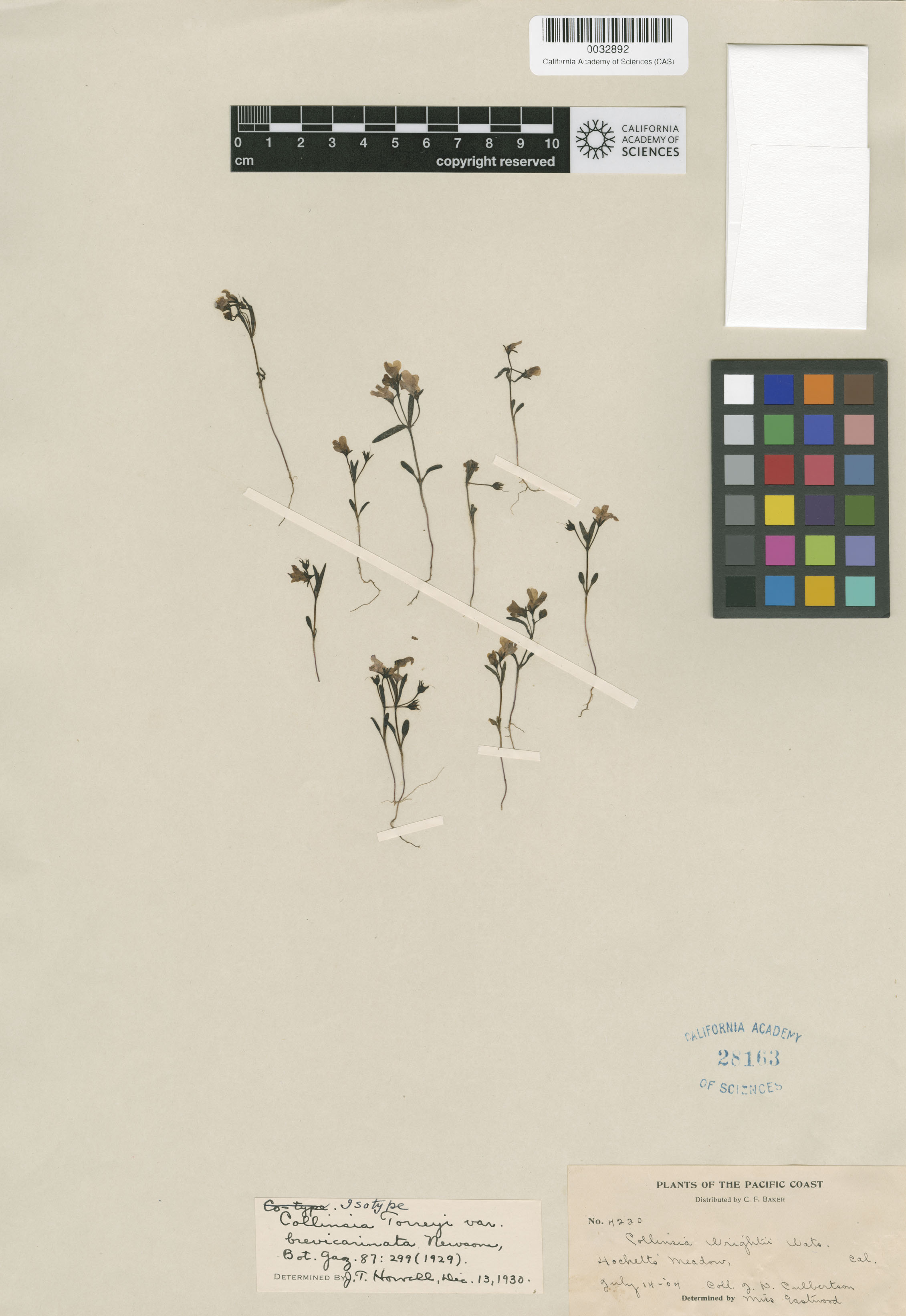 Collinsia torreyi var. brevicarinata image