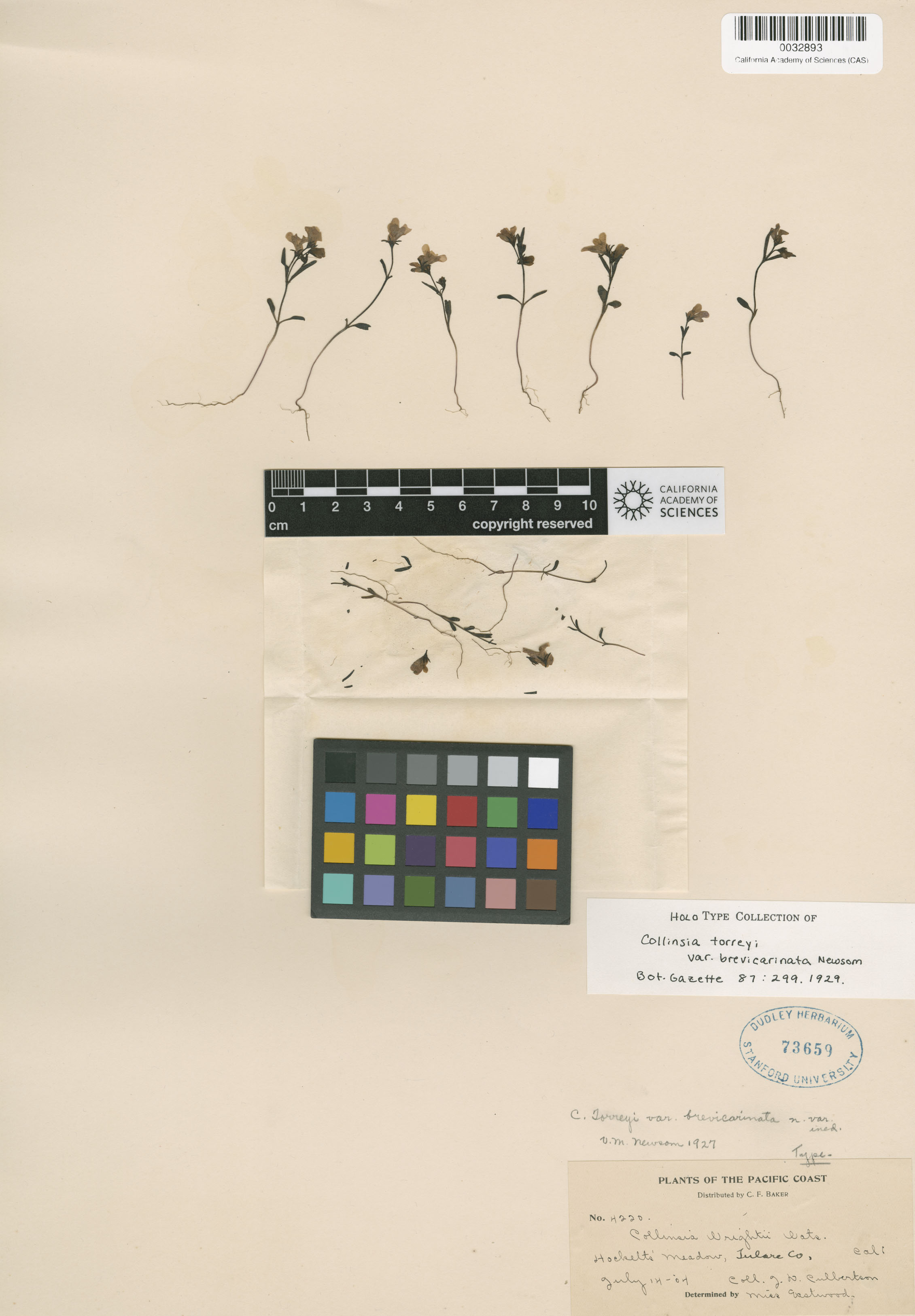 Collinsia torreyi image