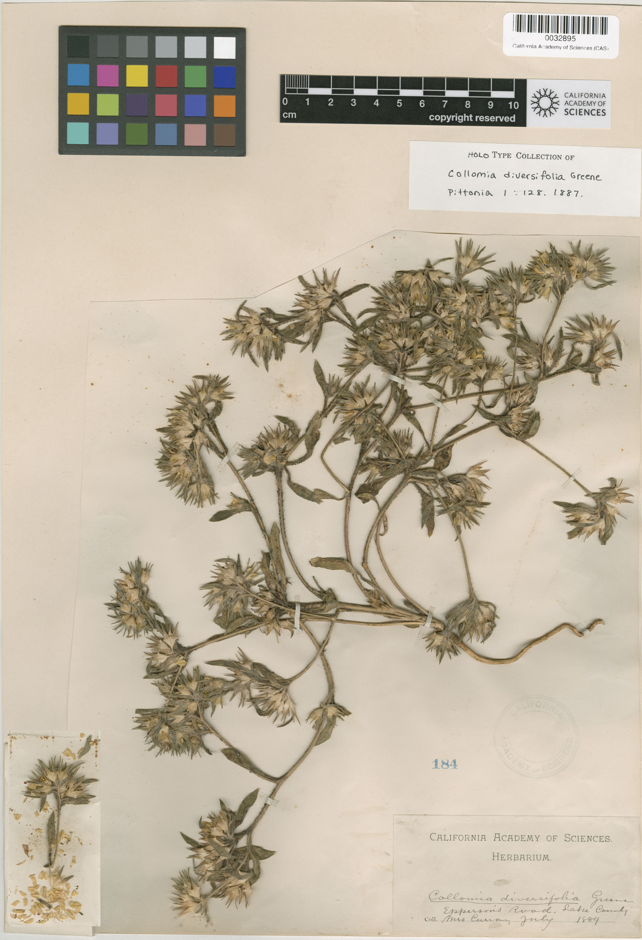 Collomia diversifolia image