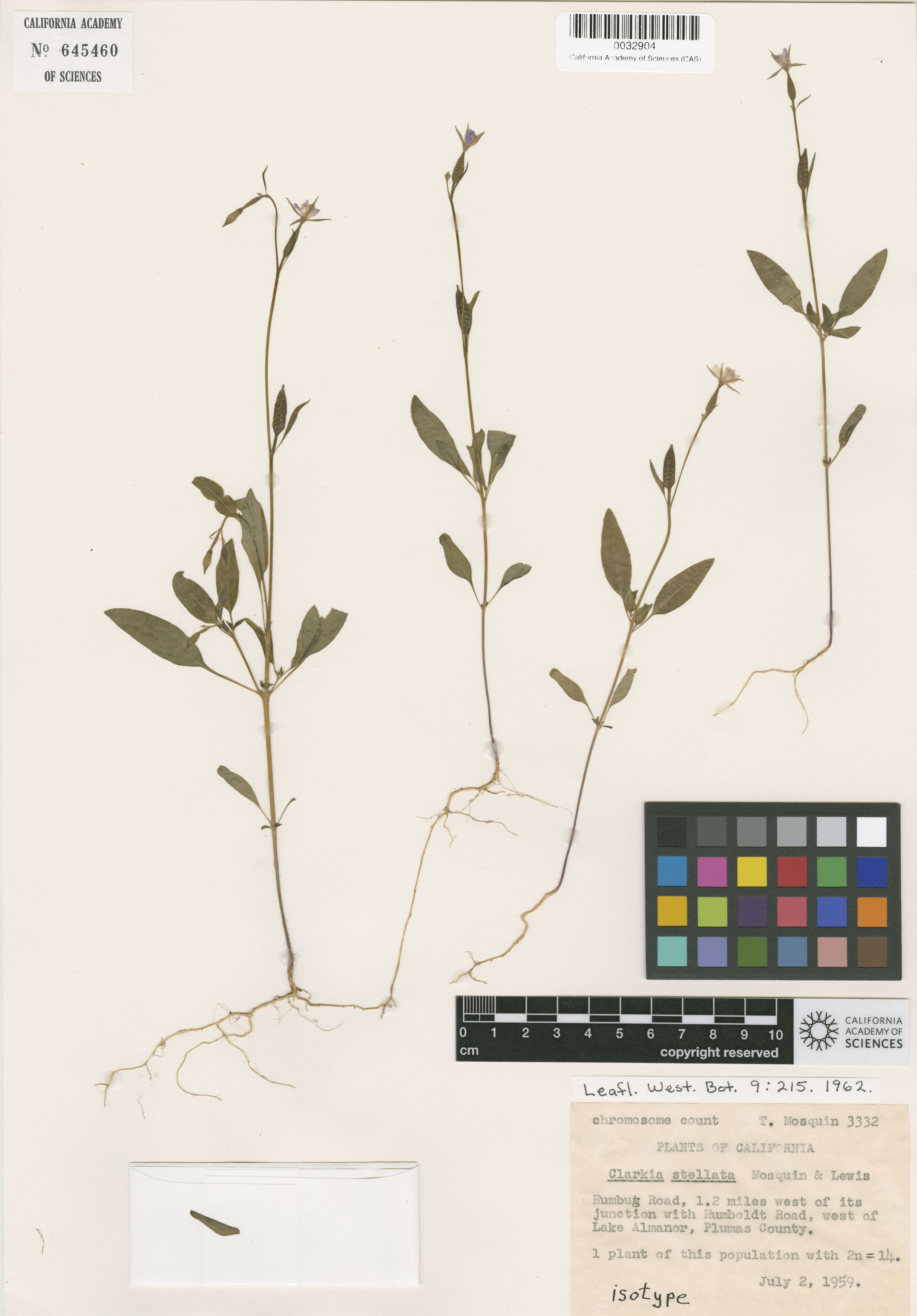 Clarkia stellata image