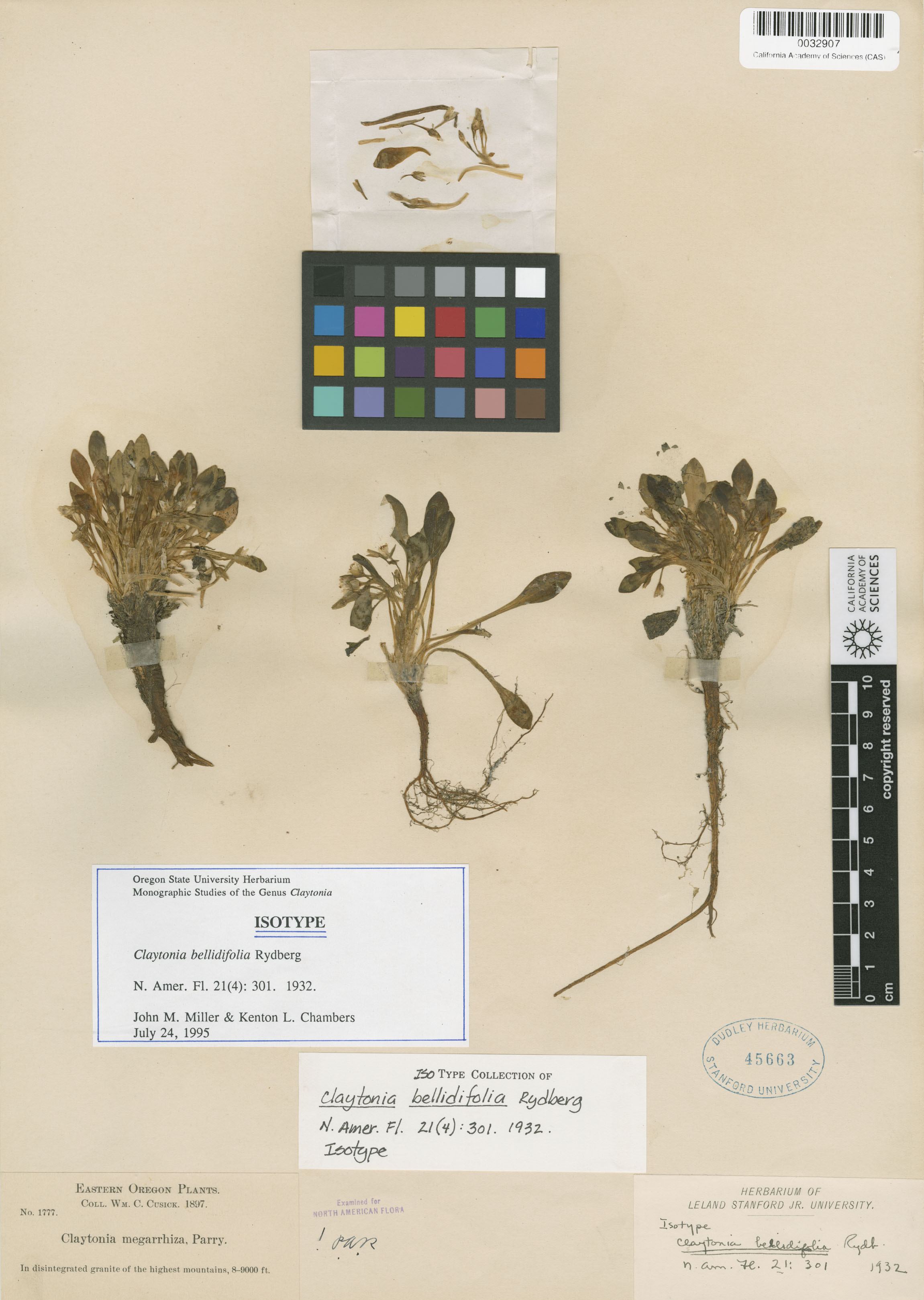 Claytonia megarhiza image