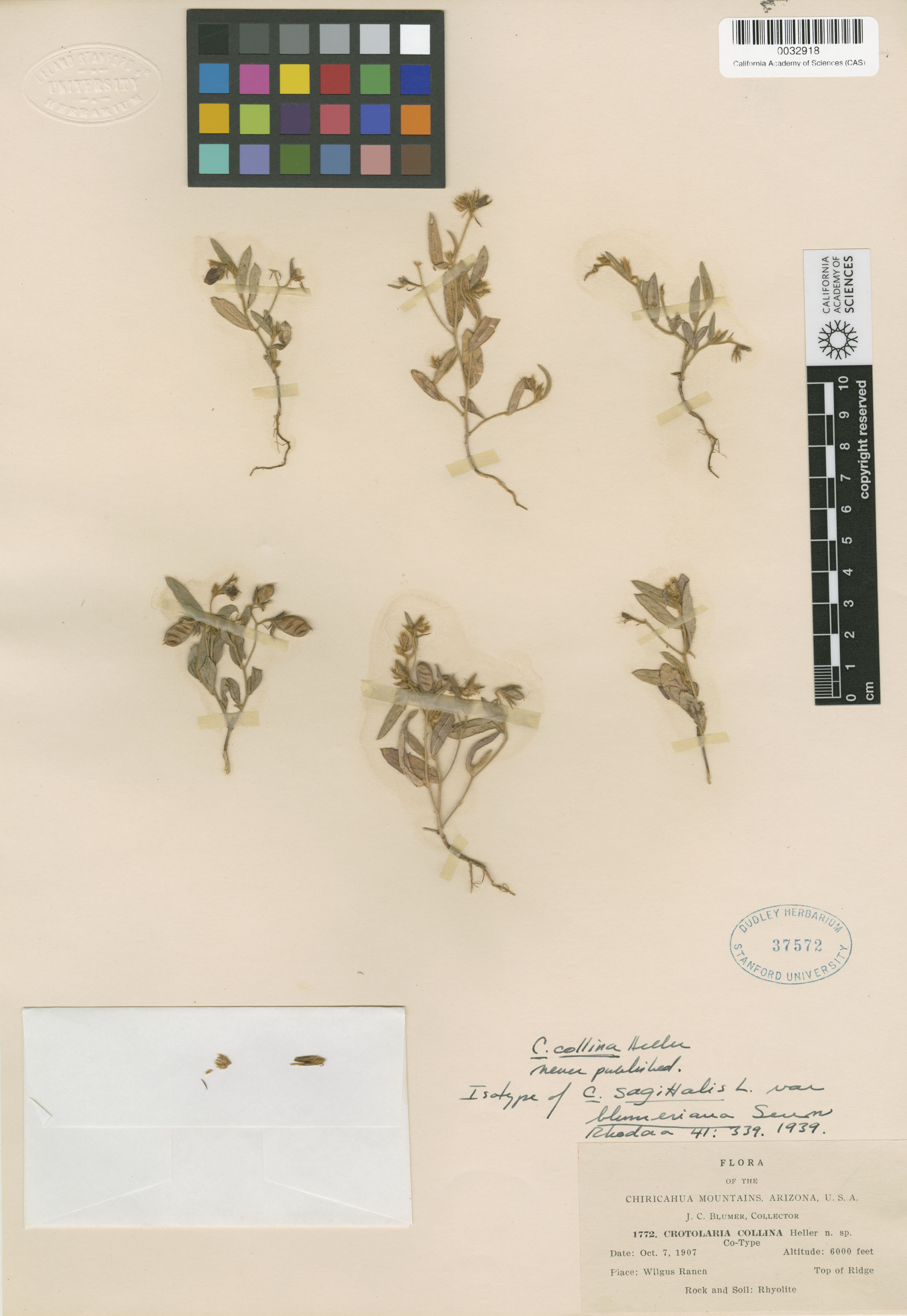 Crotalaria image