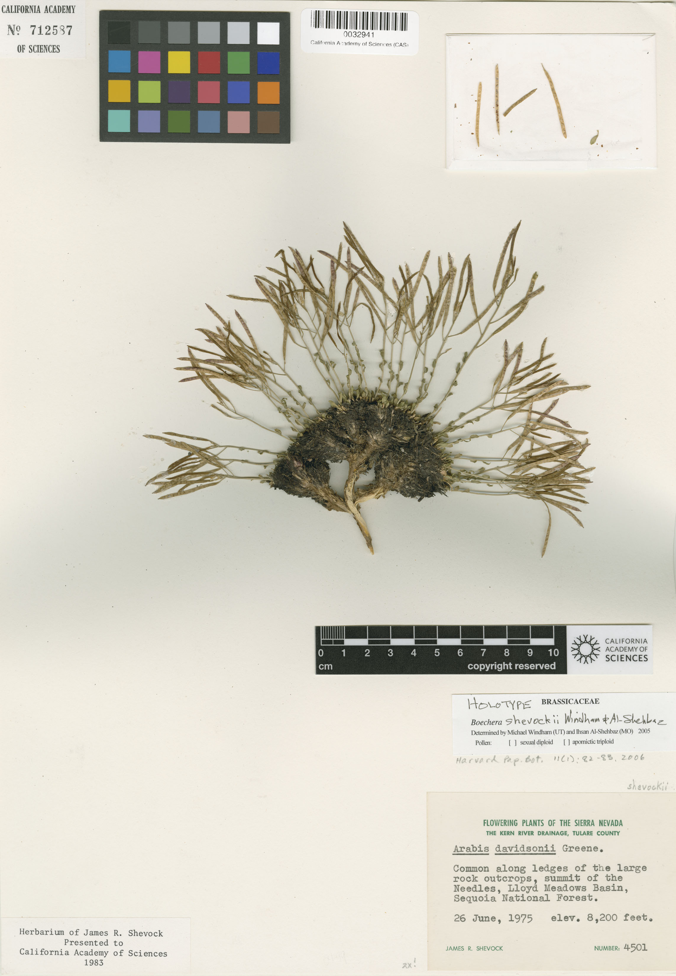 Boechera shevockii image