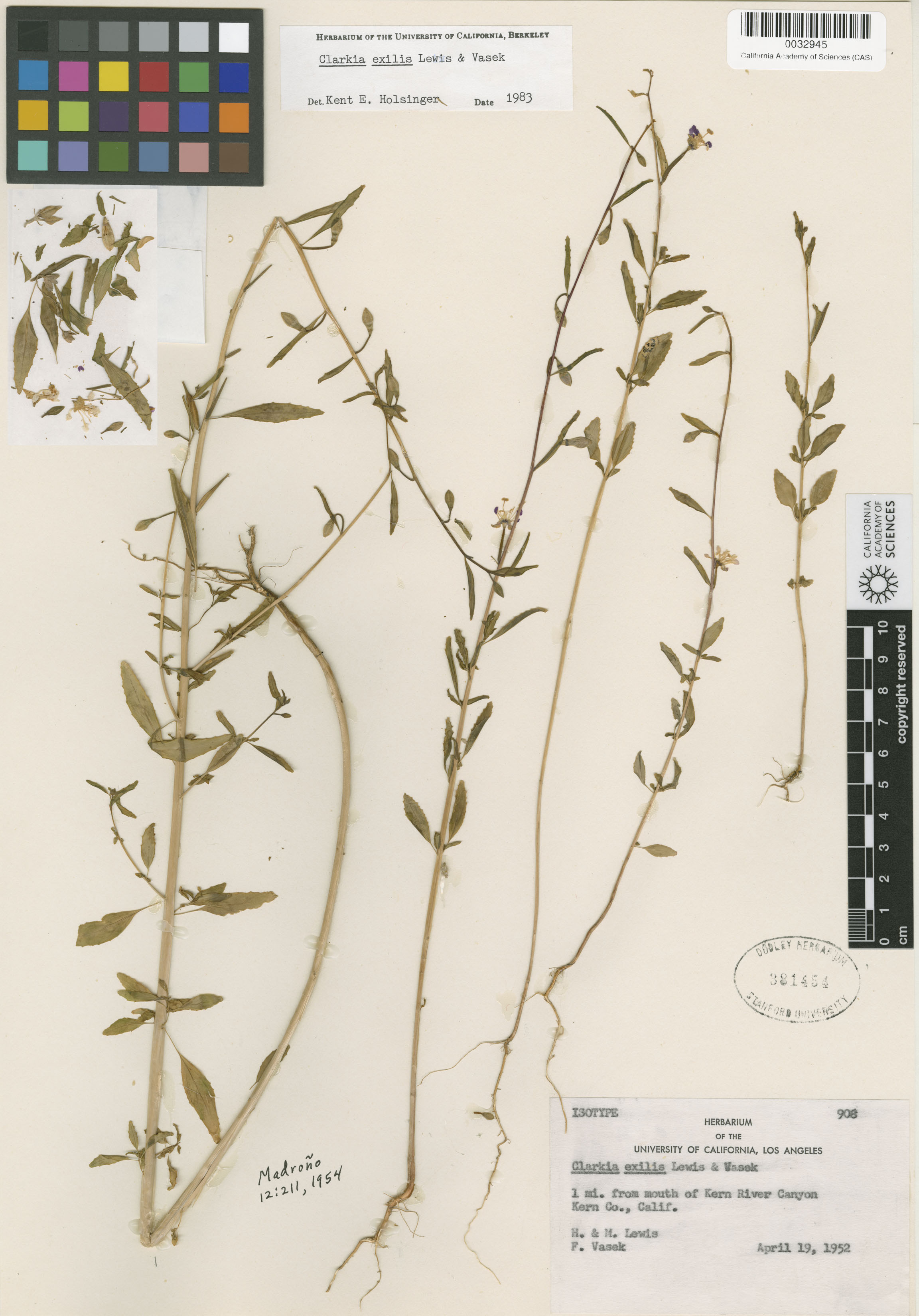 Clarkia exilis image