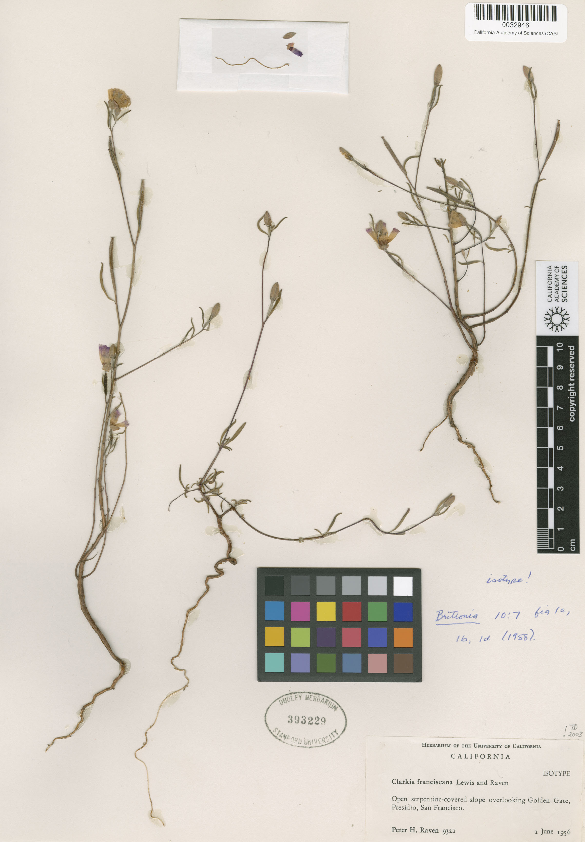 Clarkia franciscana image