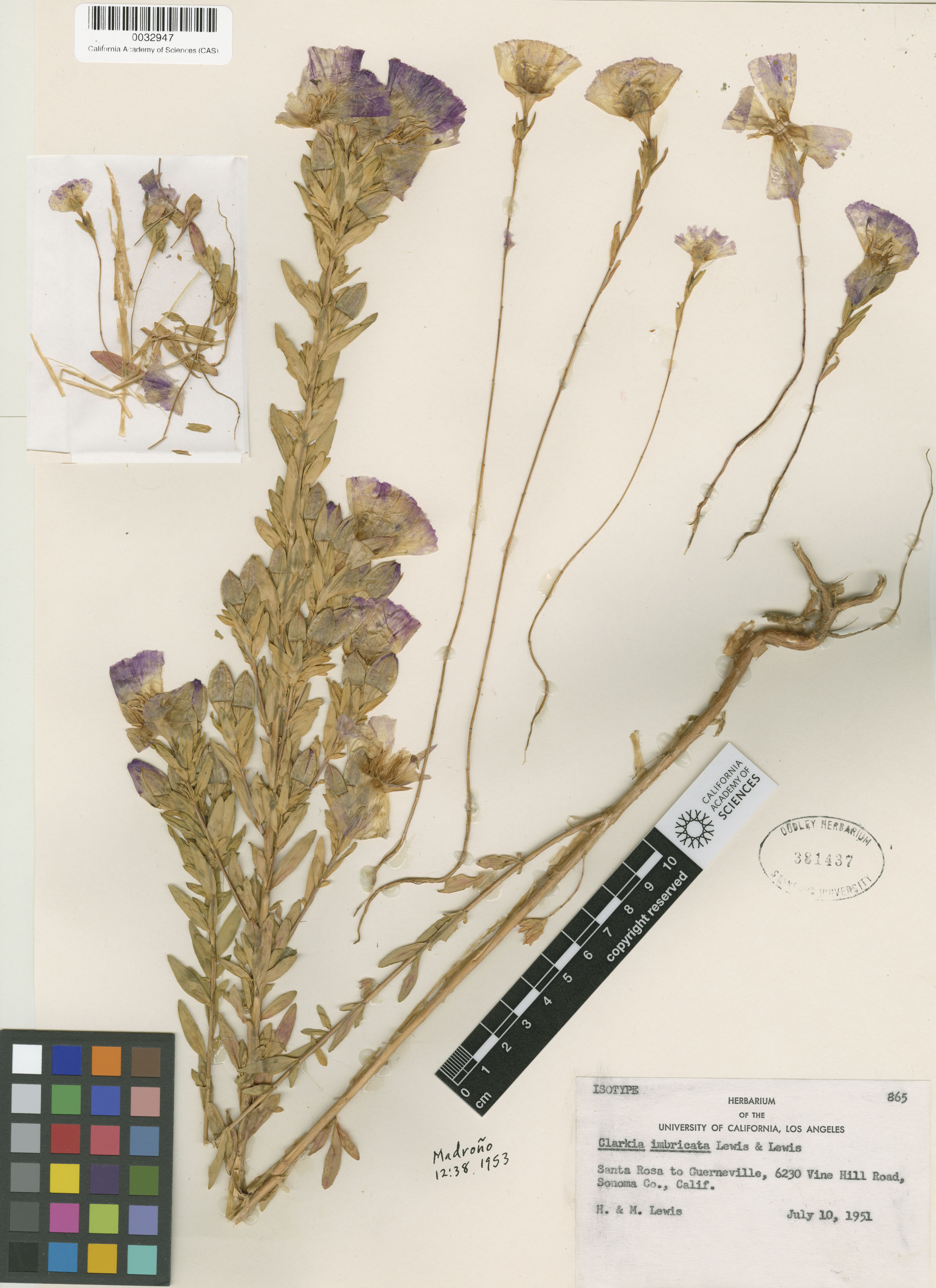 Clarkia imbricata image