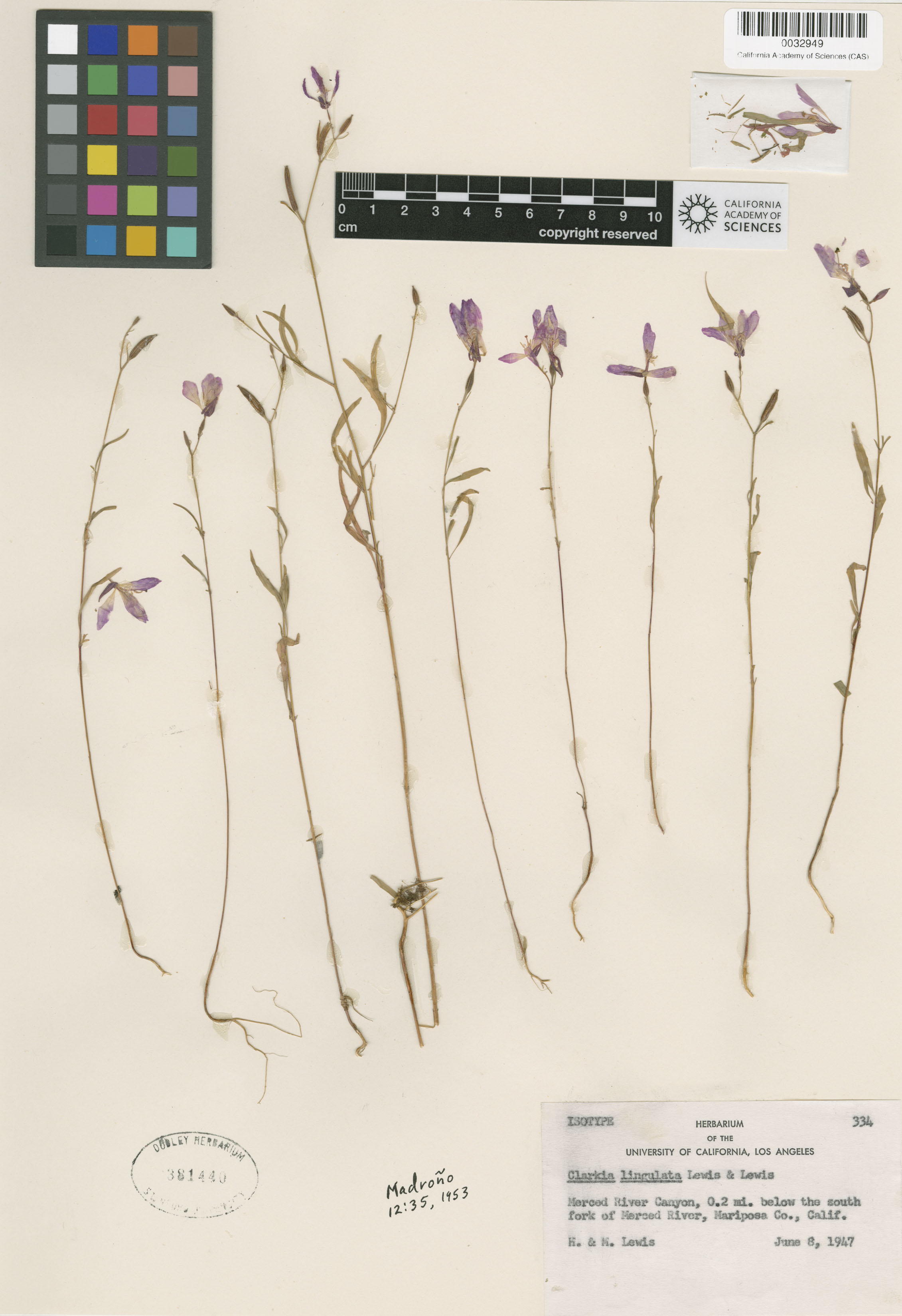 Clarkia lingulata image