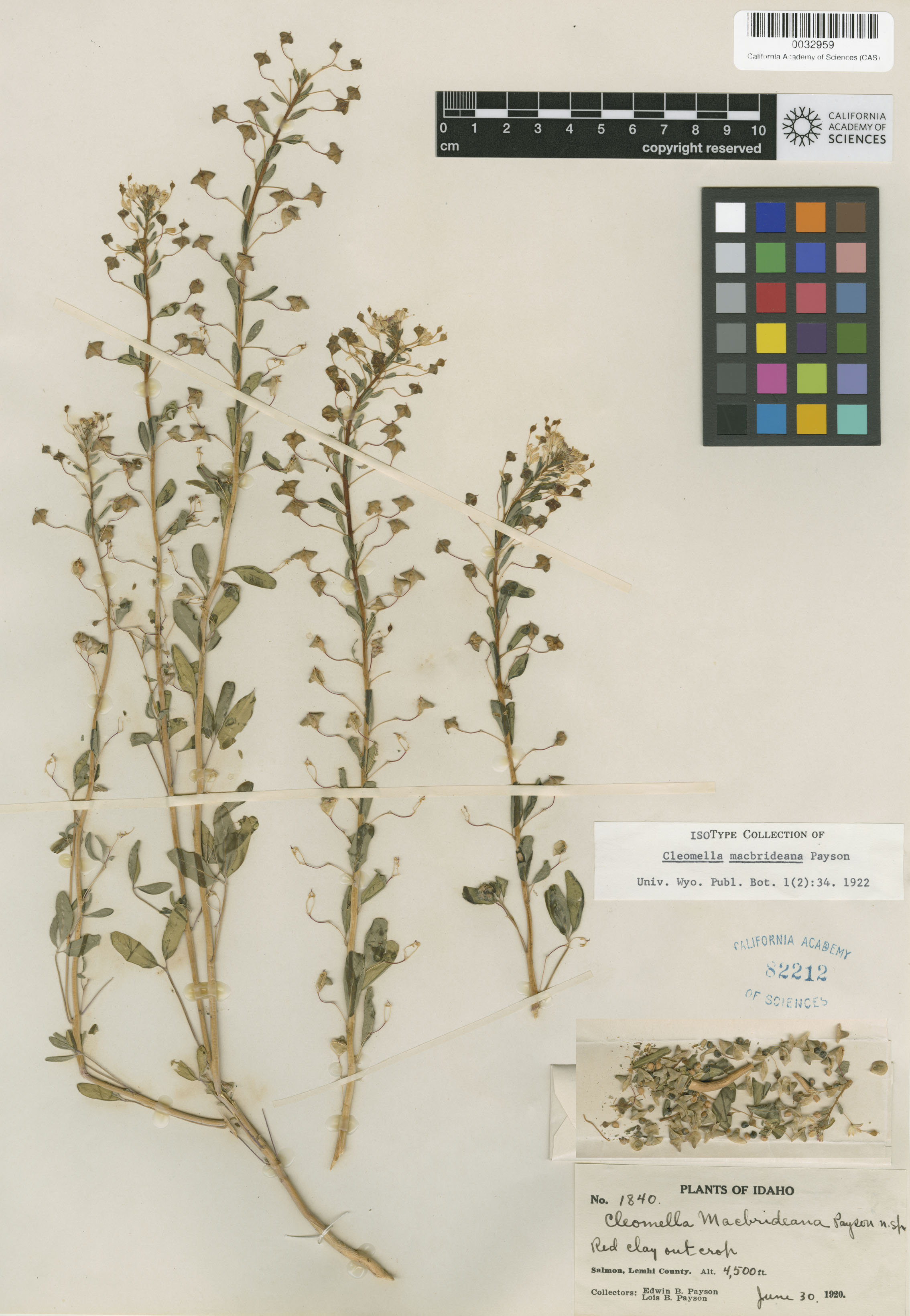 Cleomella macbrideana image