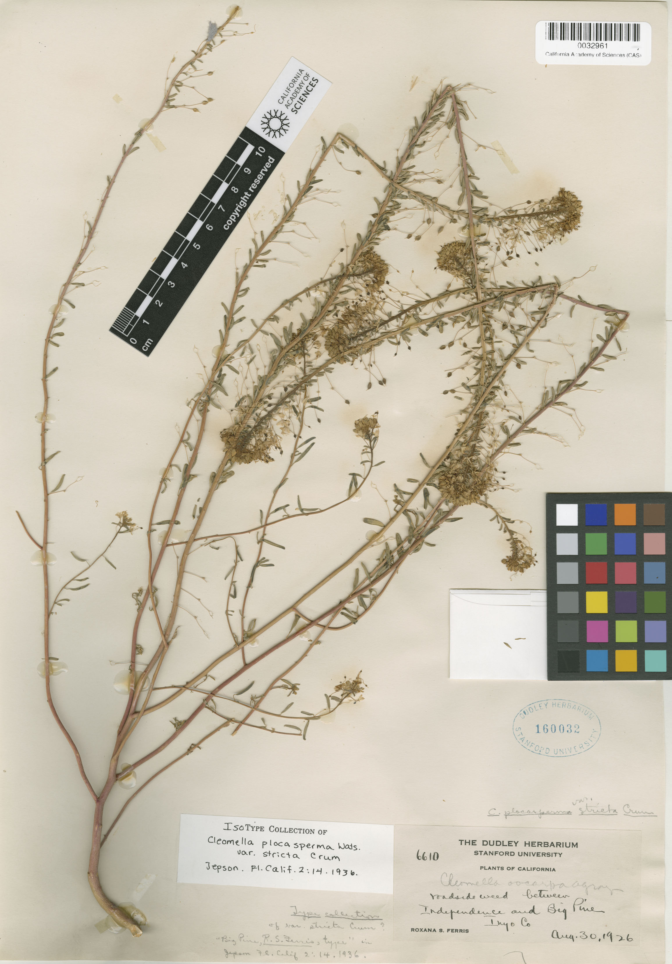 Cleomella plocasperma image