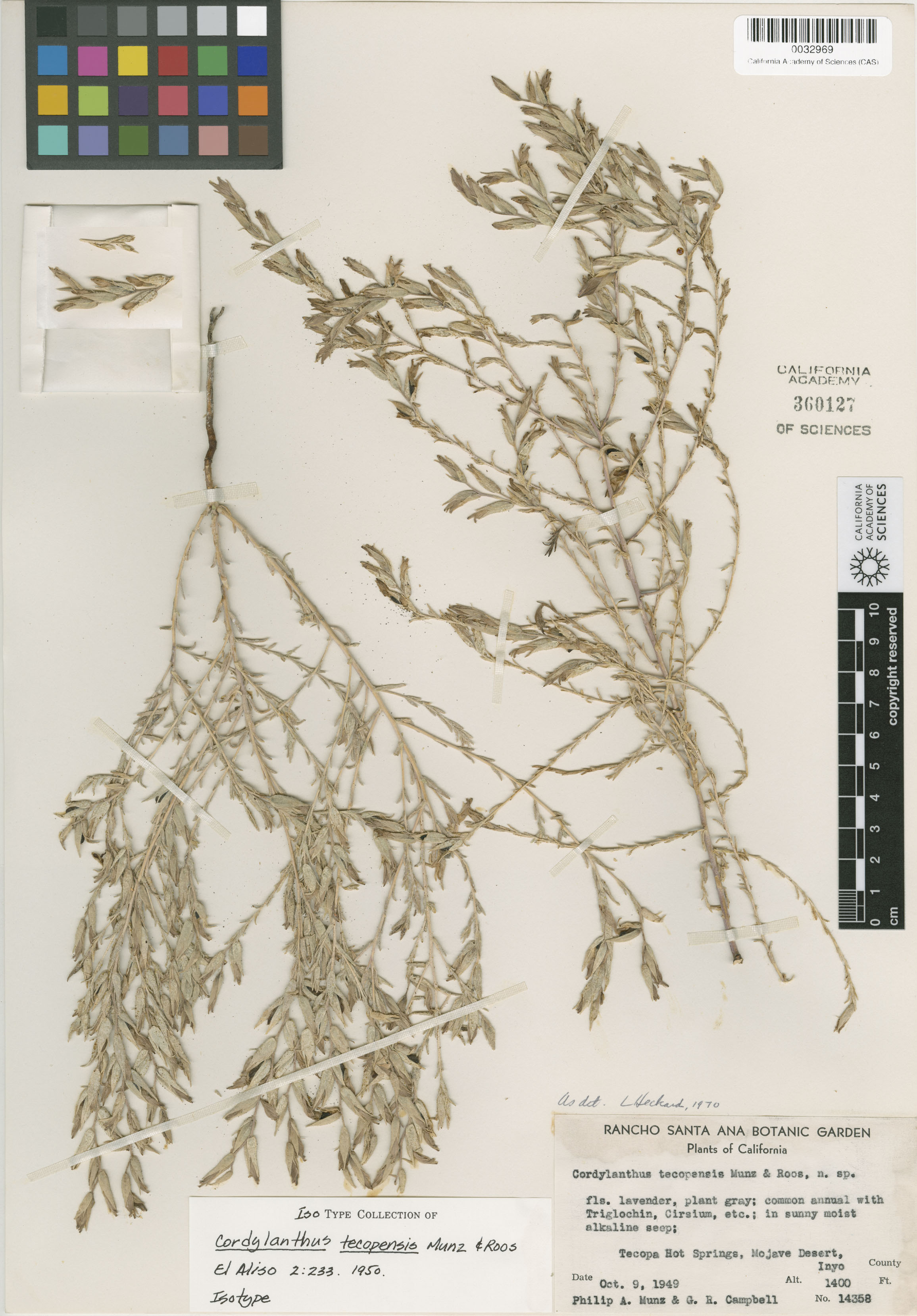 Chloropyron tecopense image