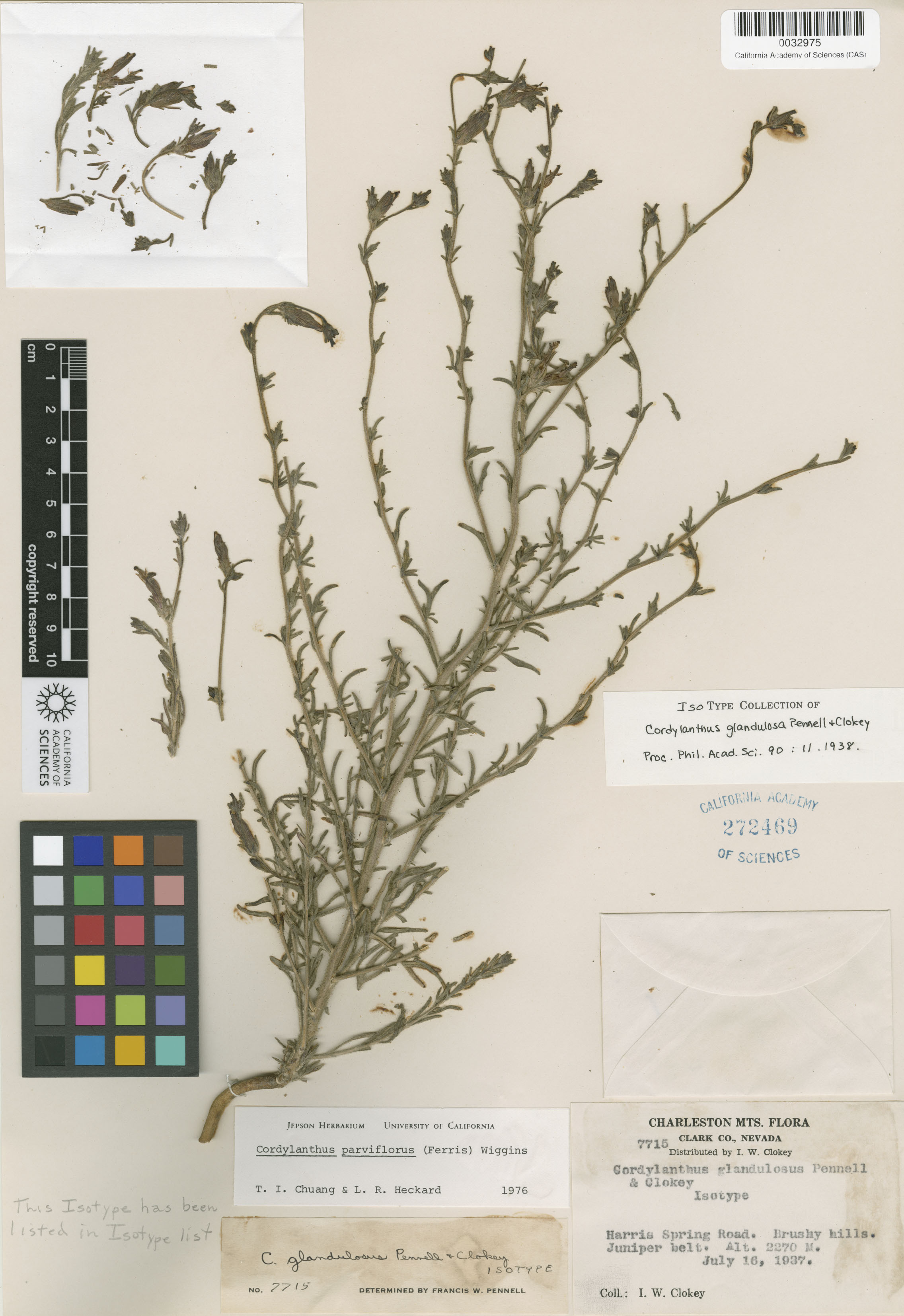 Cordylanthus parviflorus image