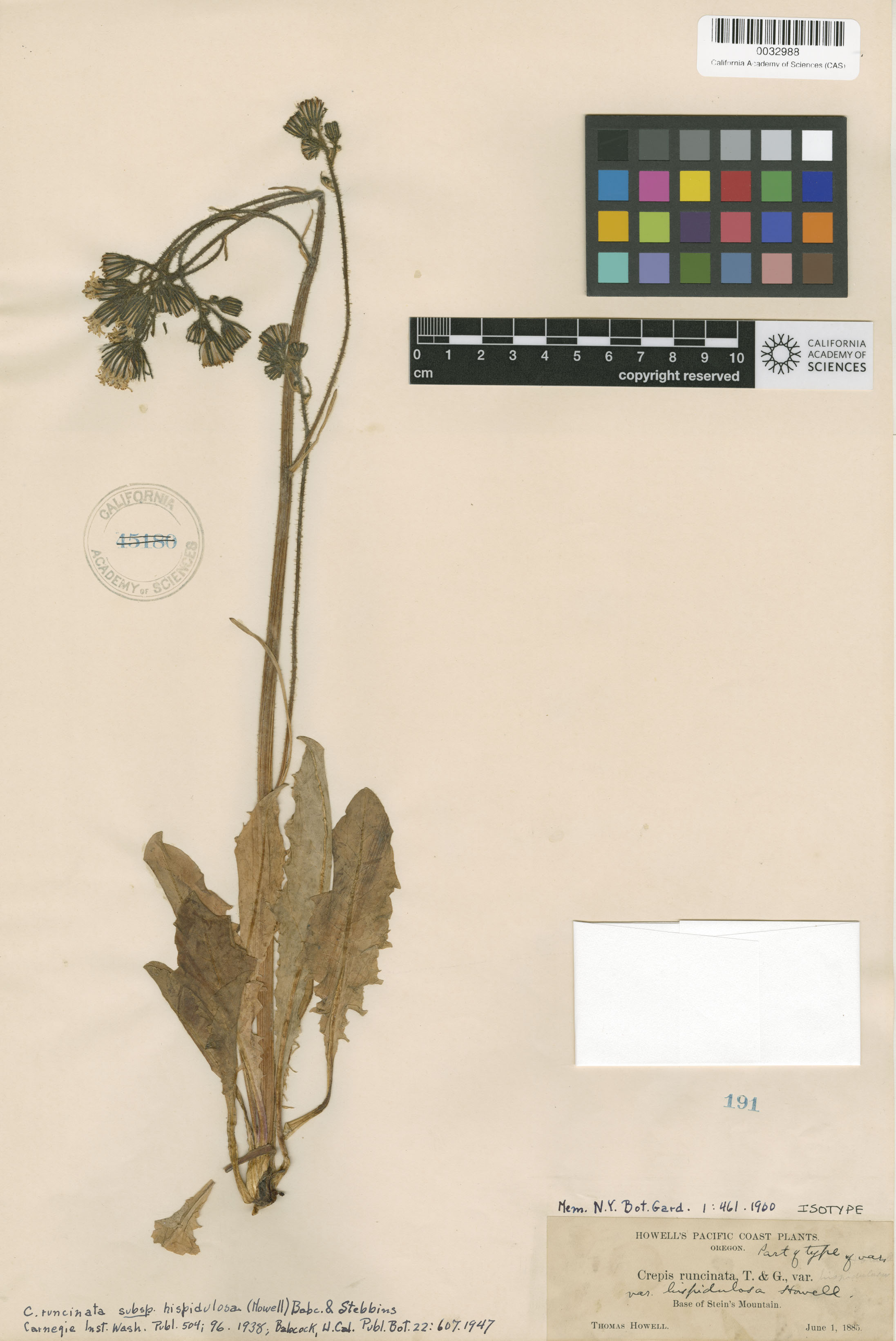 Crepis runcinata ssp. hispidulosa image