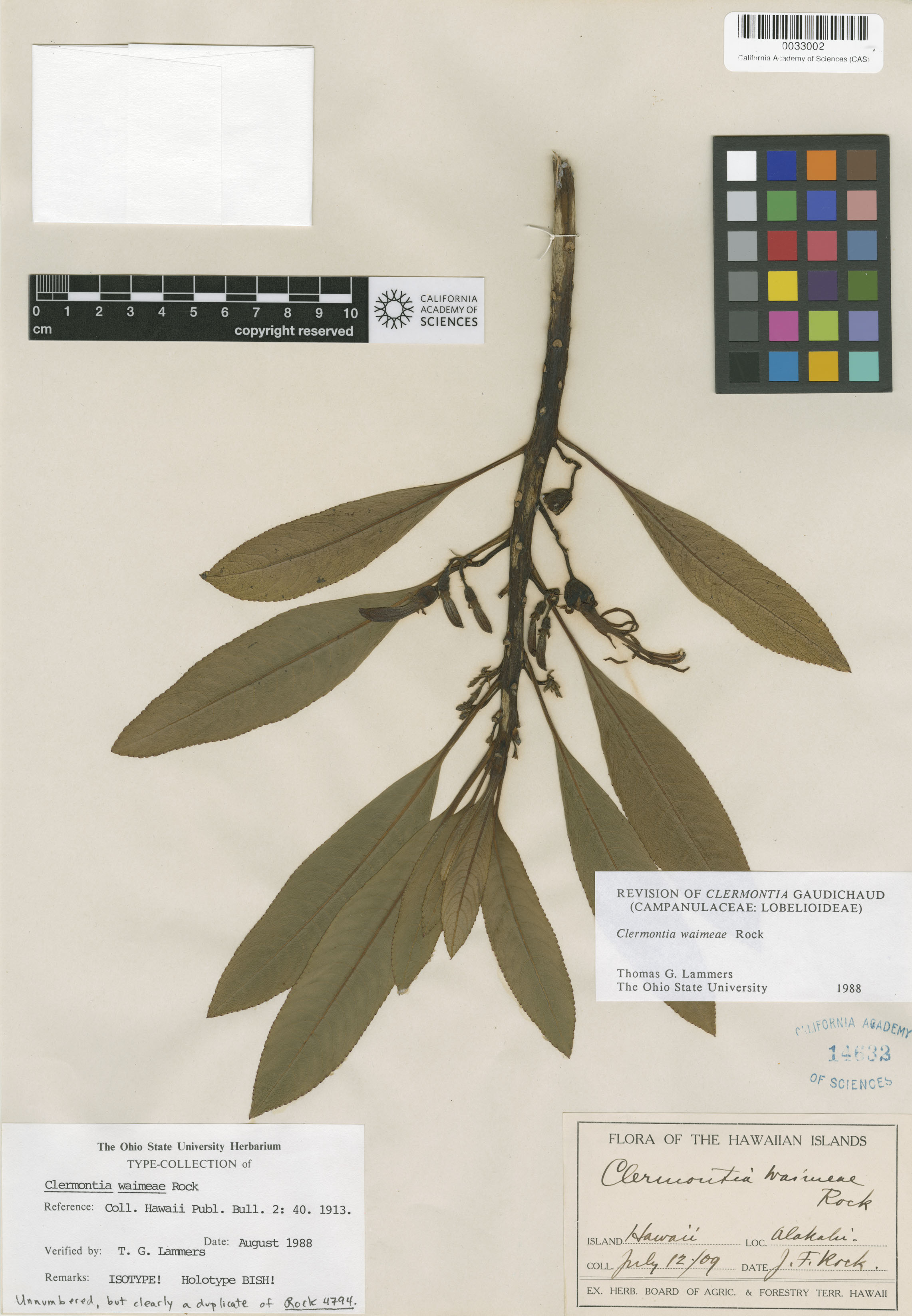 Clermontia waimeae image