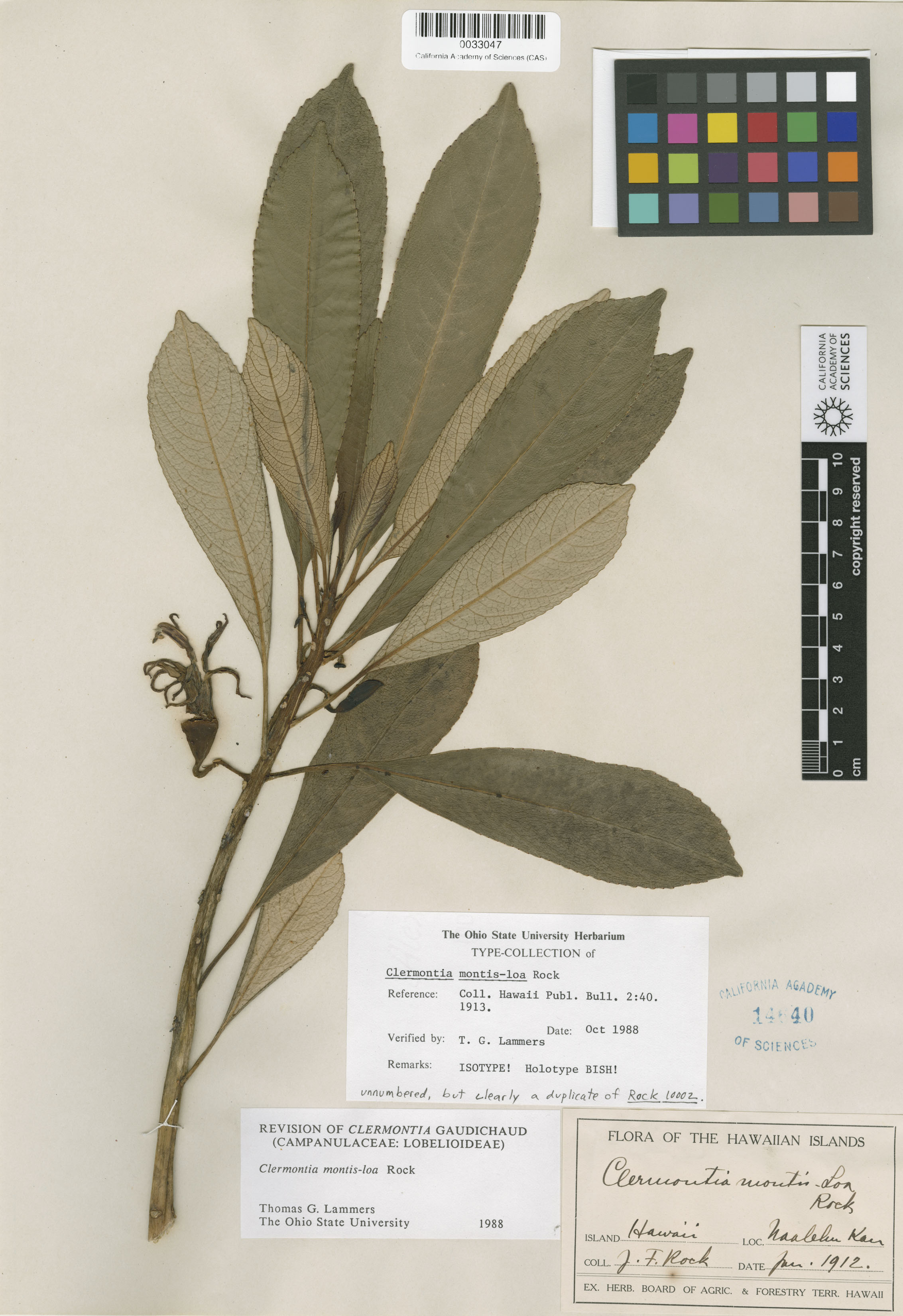 Clermontia montis-loa image