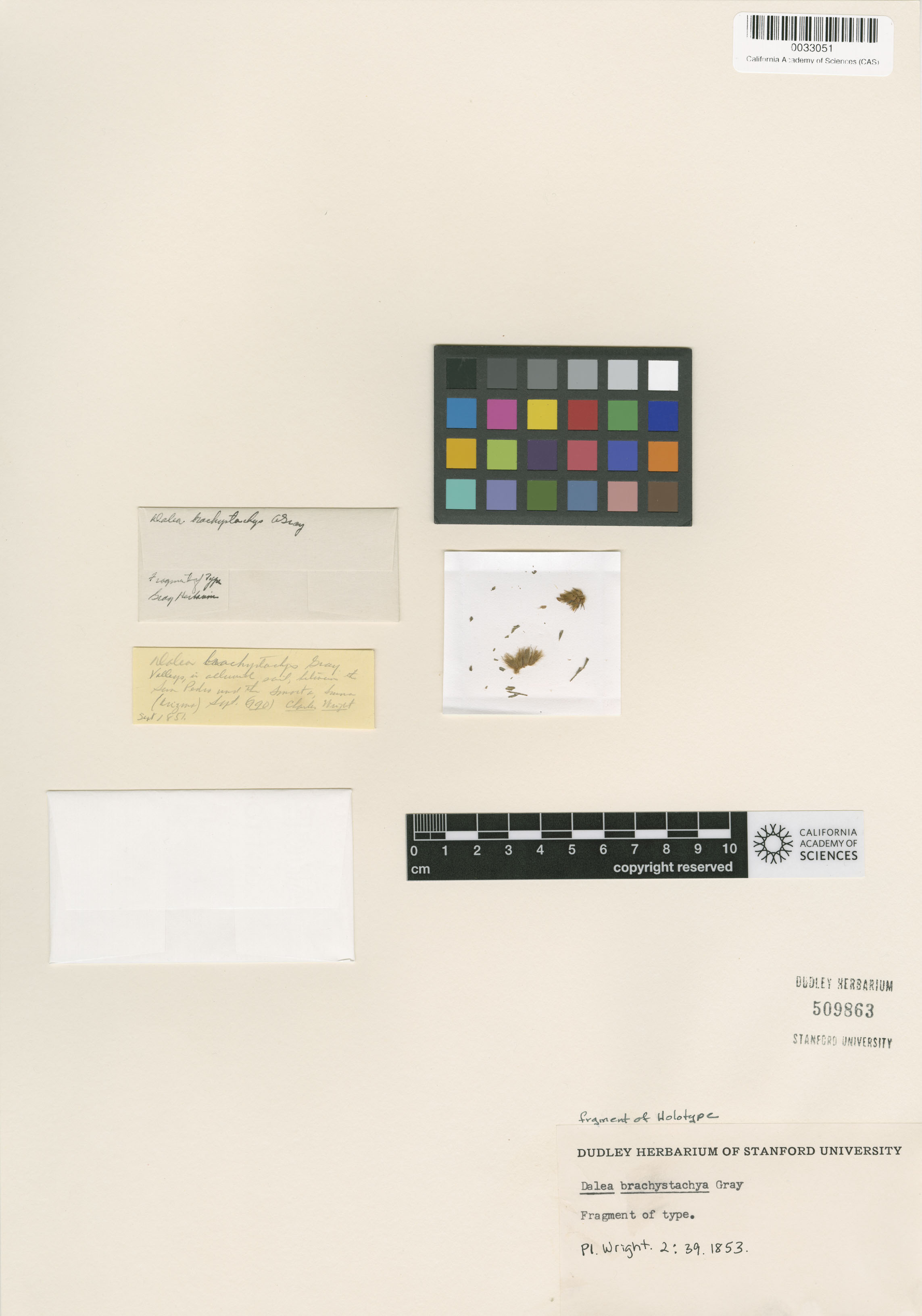 Dalea brachystachys image