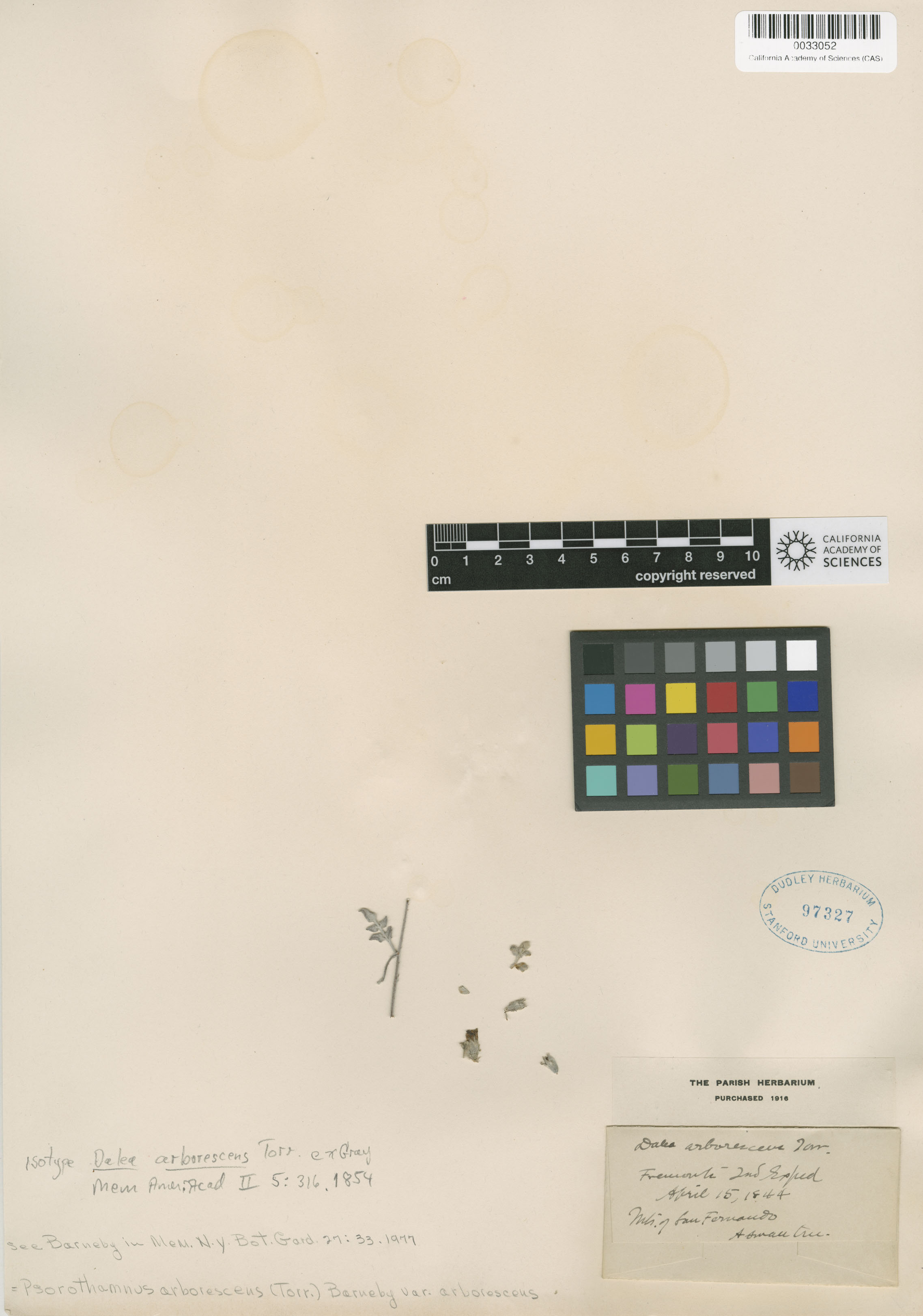 Dalea arborescens image