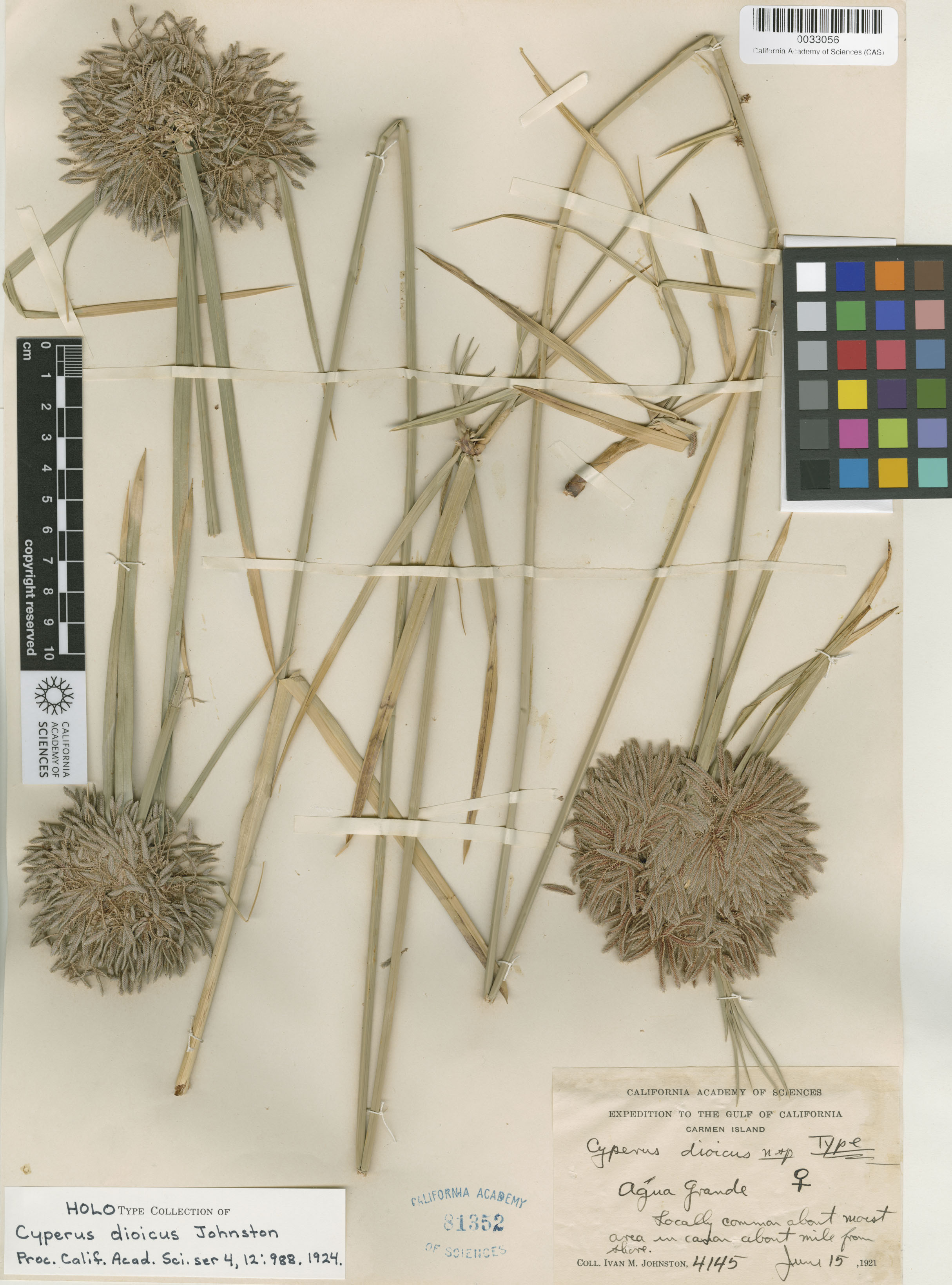 Cyperus dioicus image