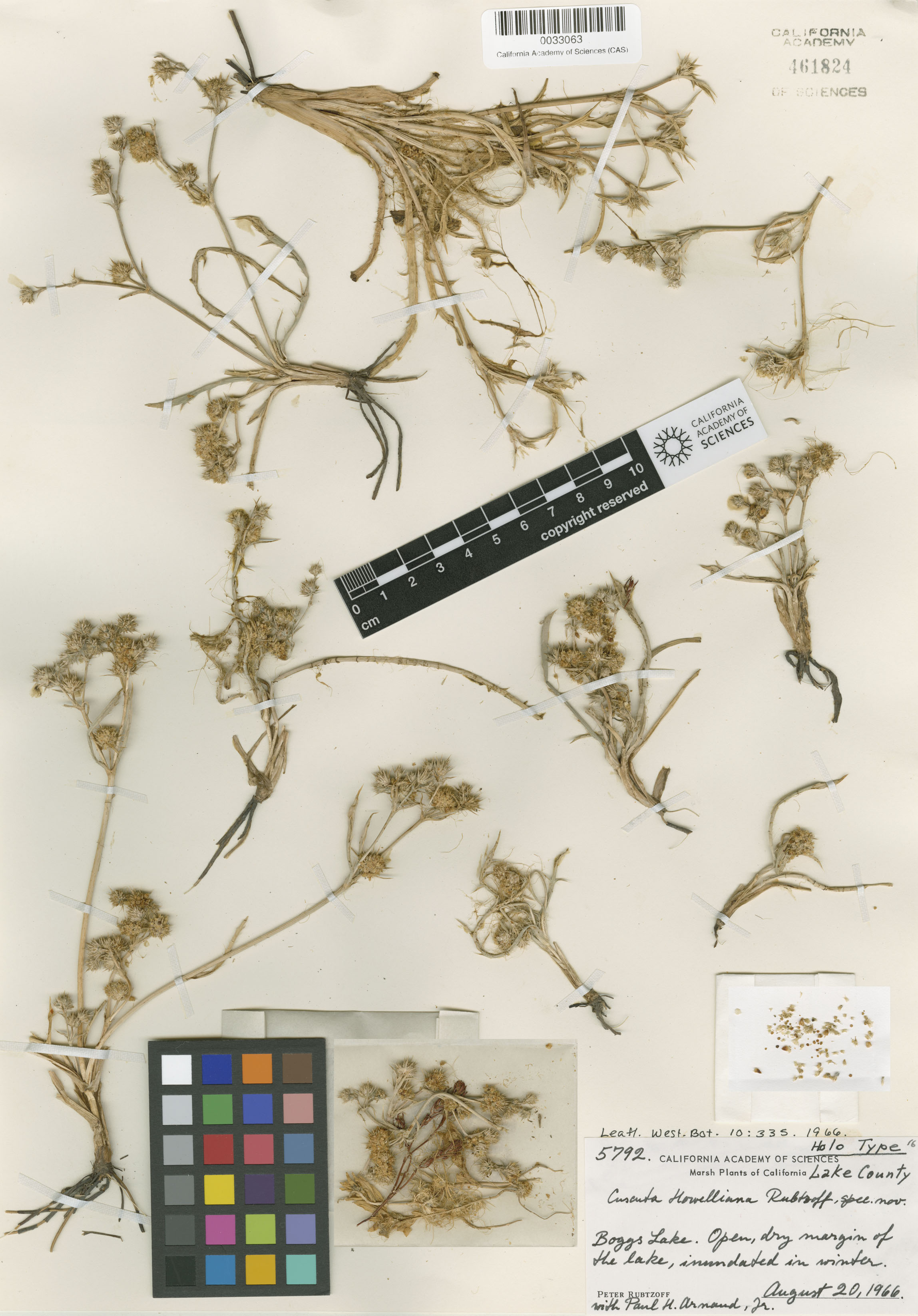 Cuscuta howelliana image