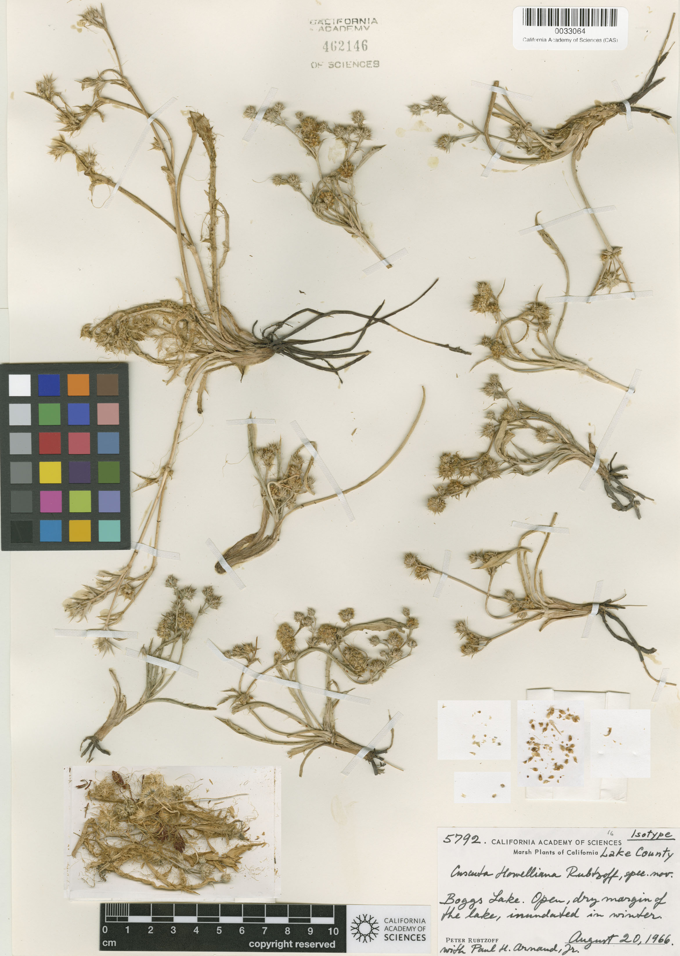 Convolvulaceae image