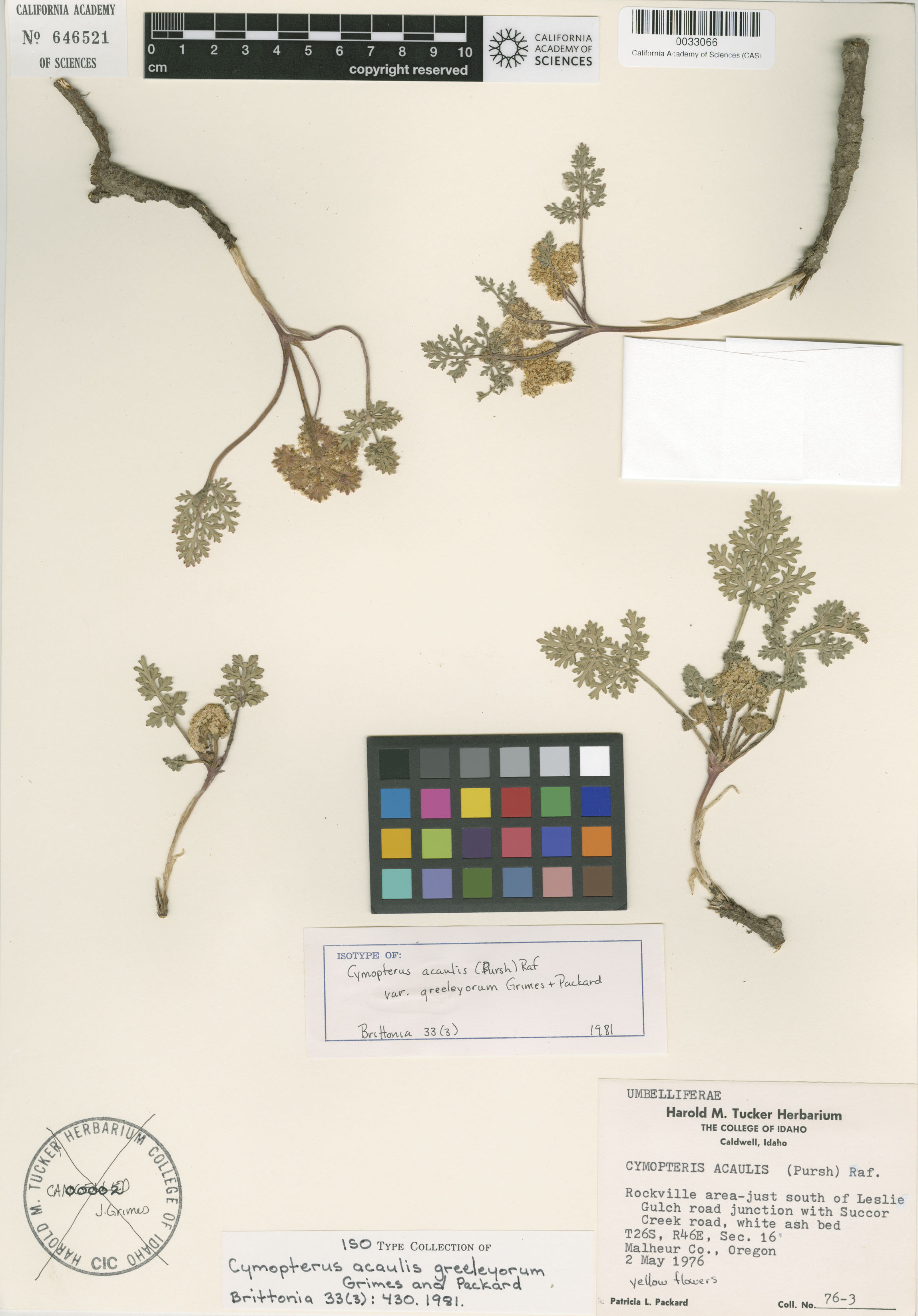 Cymopterus glomeratus image