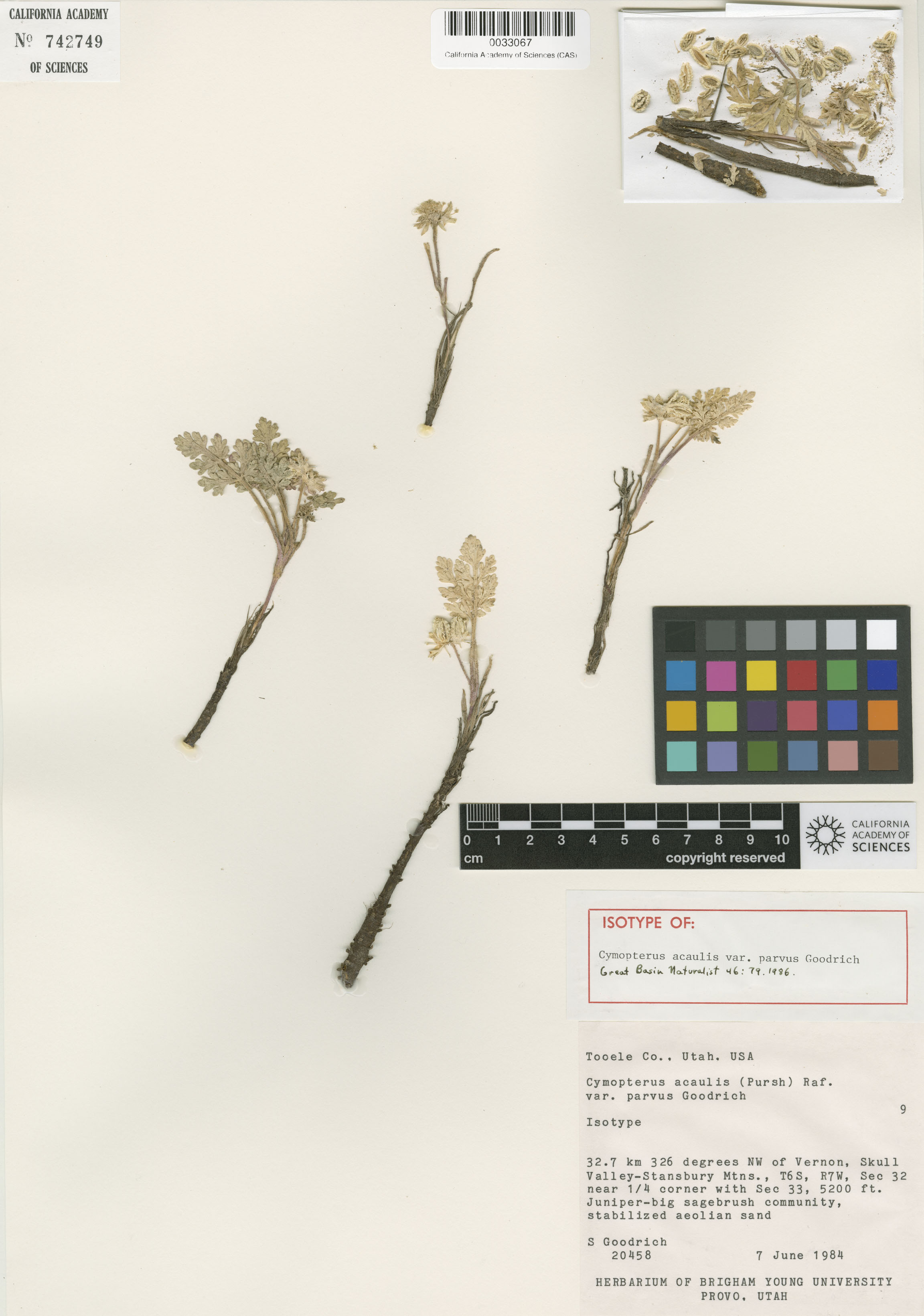 Cymopterus glomeratus image