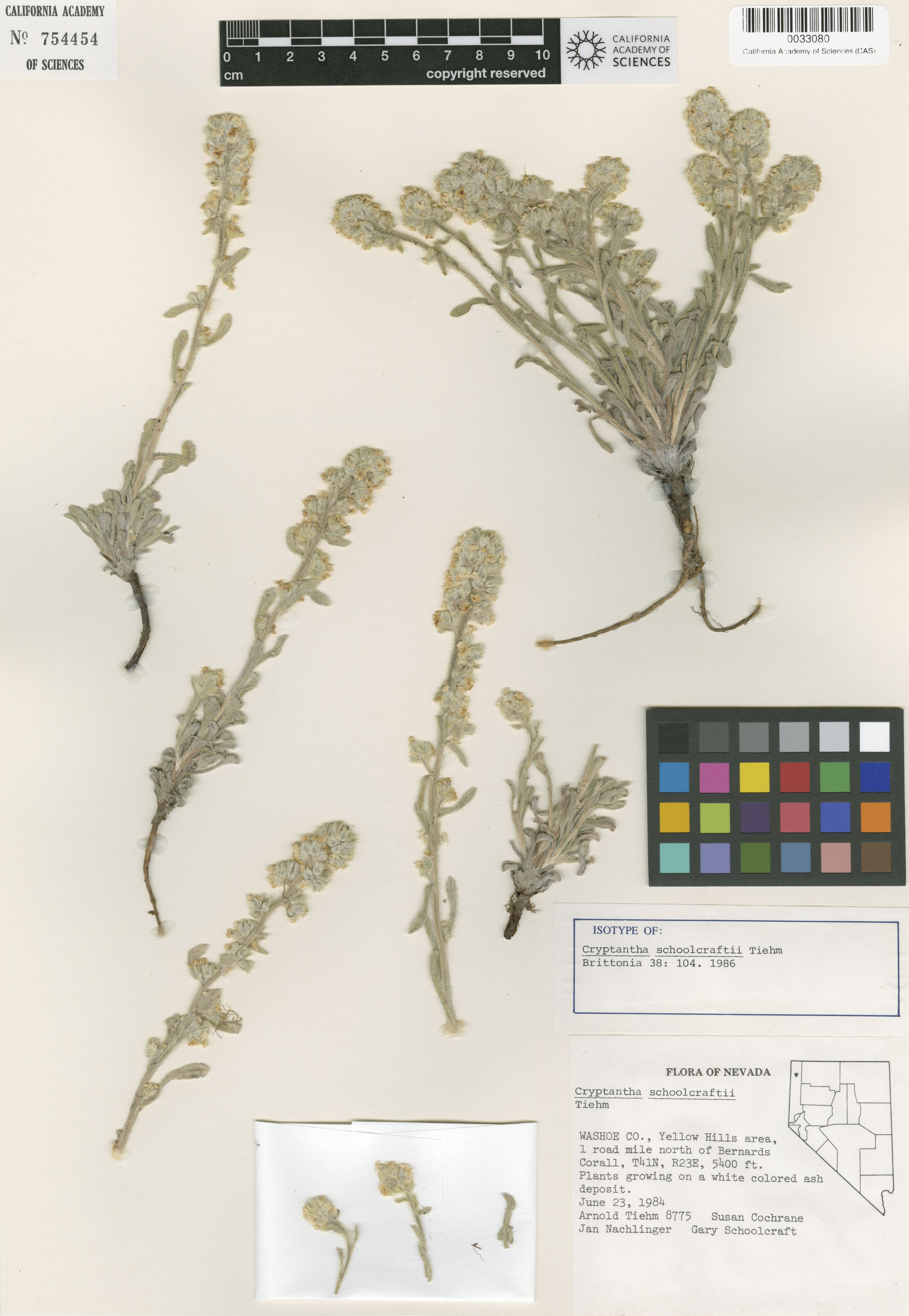 Cryptantha sobolifera image