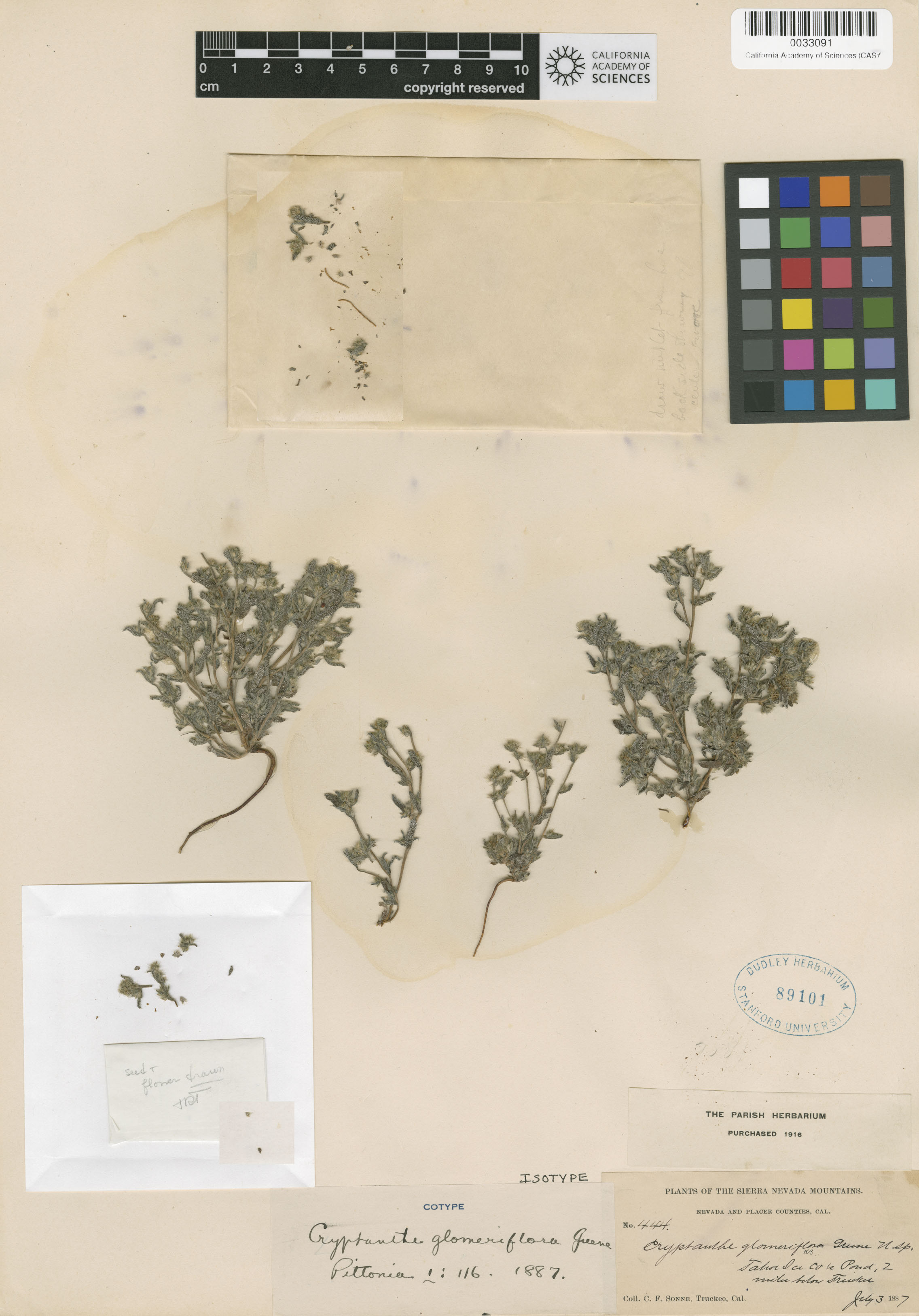 Cryptantha glomeriflora image