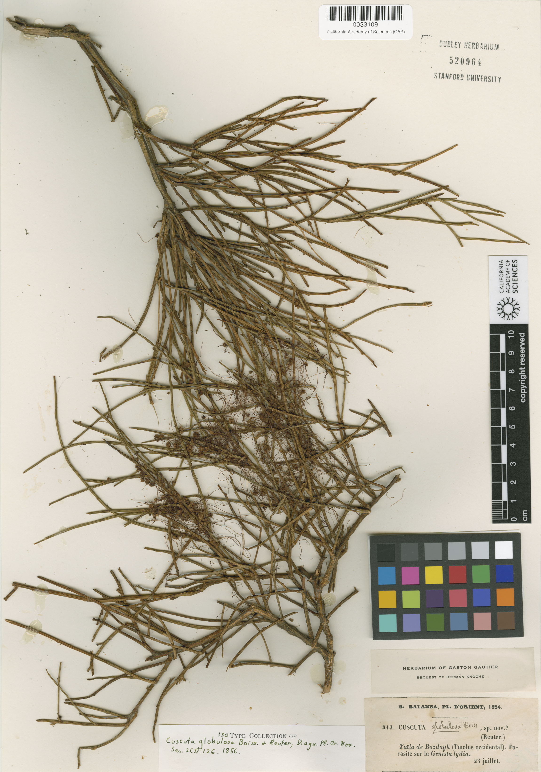 Cuscuta globulosa image