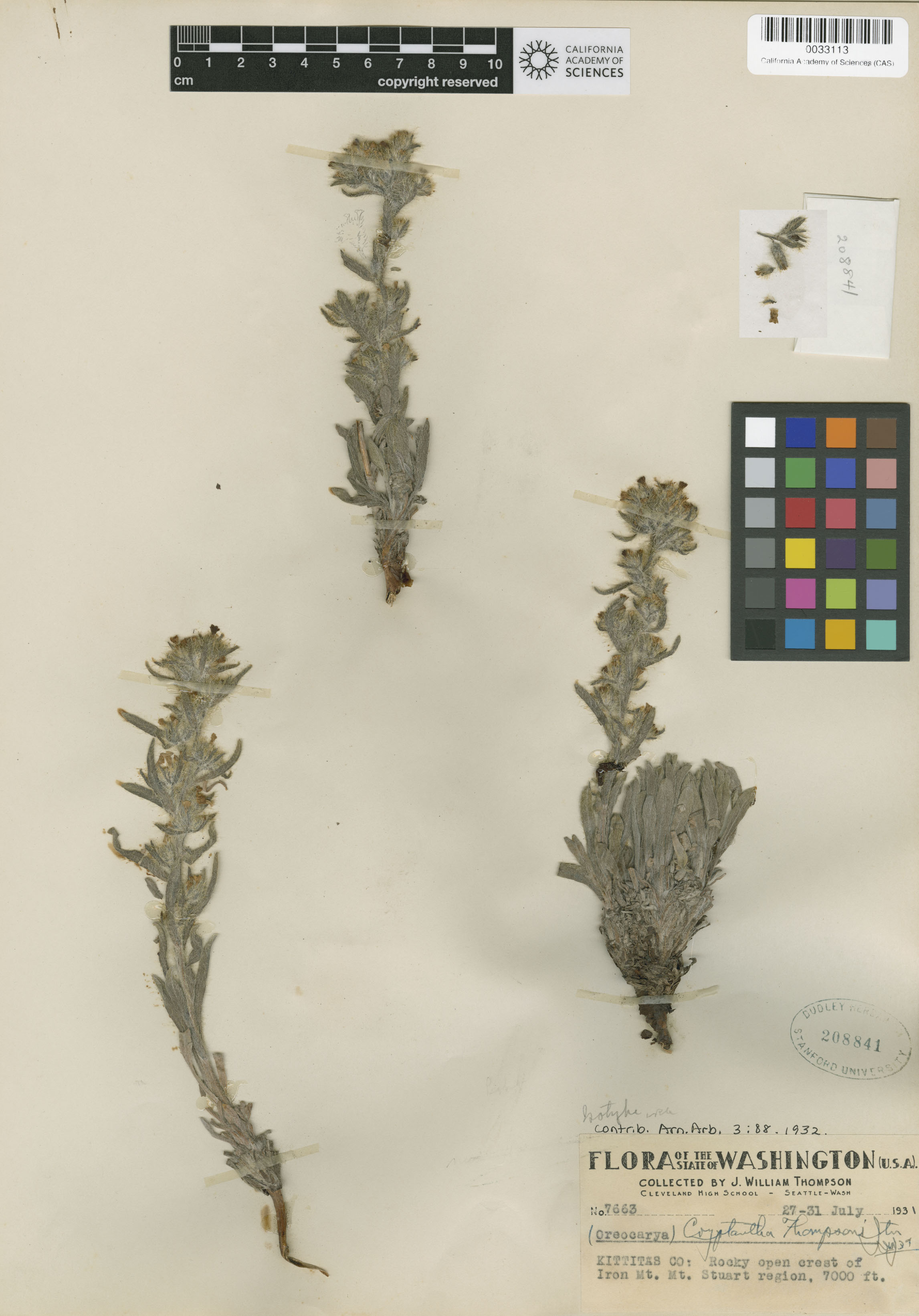 Cryptantha thompsonii image